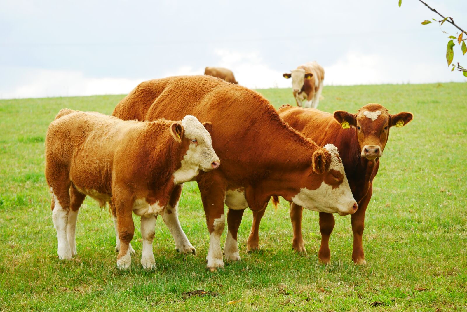 Panasonic Lumix DC-GX850 (Lumix DC-GX800 / Lumix DC-GF9) sample photo. Cow, animal, livestock photography