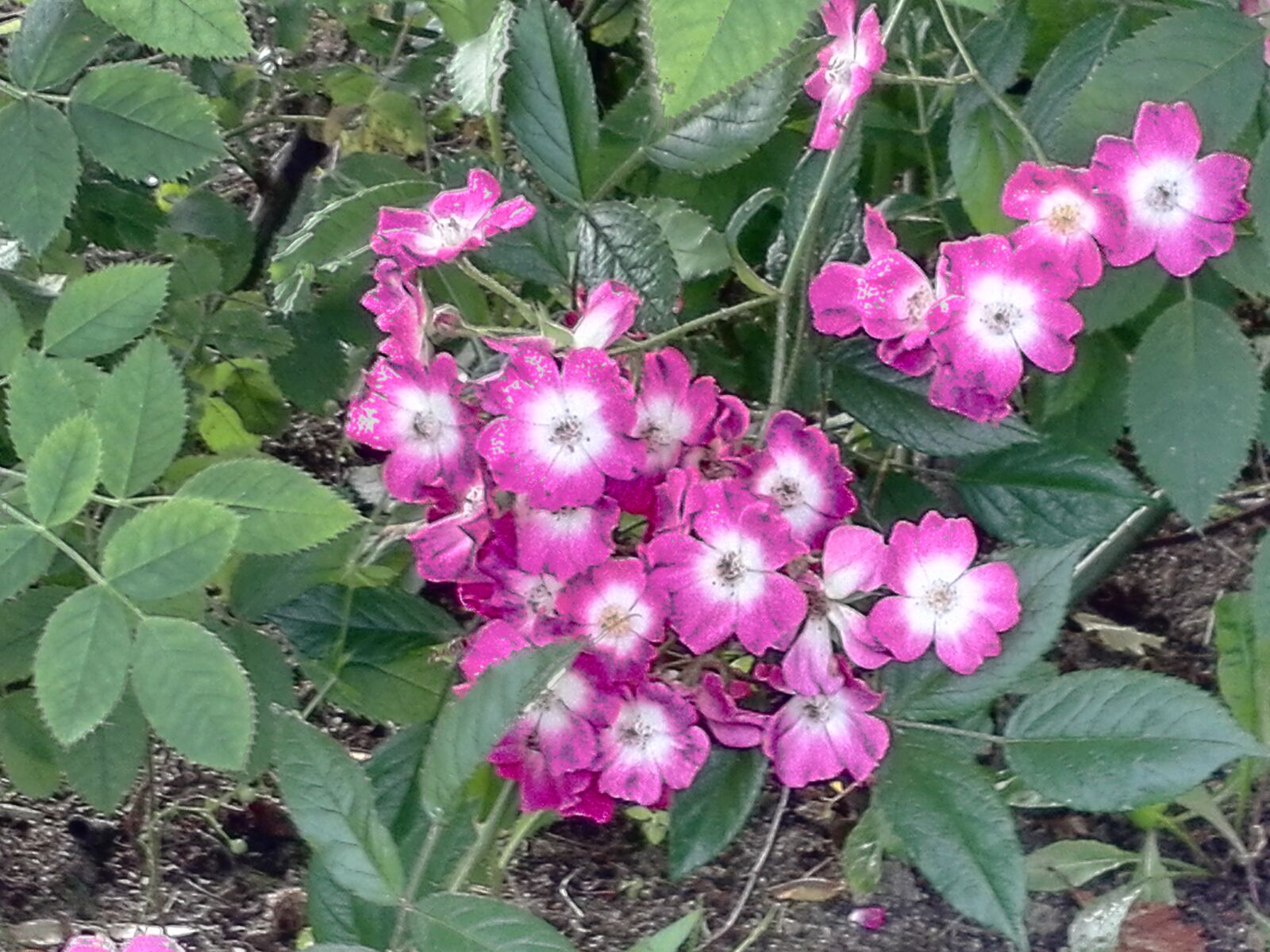 HUAWEI ALE-L21 sample photo. Flowers, nature, garden photography