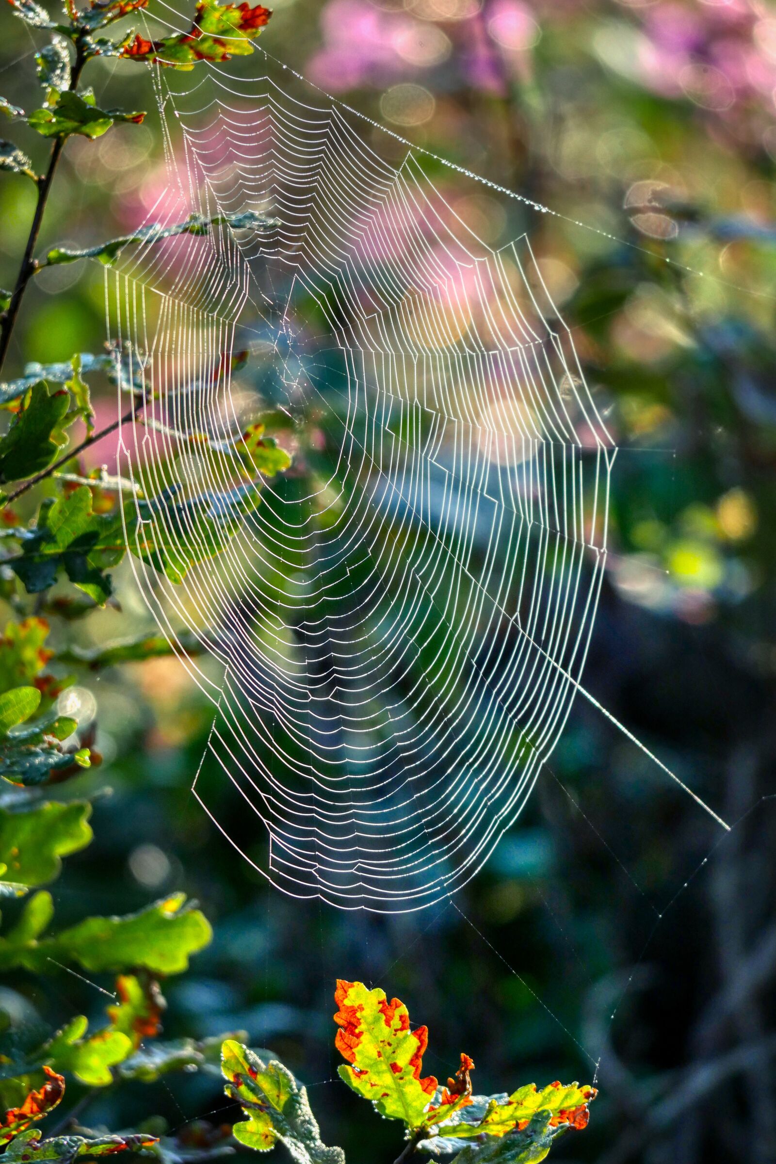 Panasonic Lumix DMC-GX8 sample photo. Autumn, cobweb, nature photography