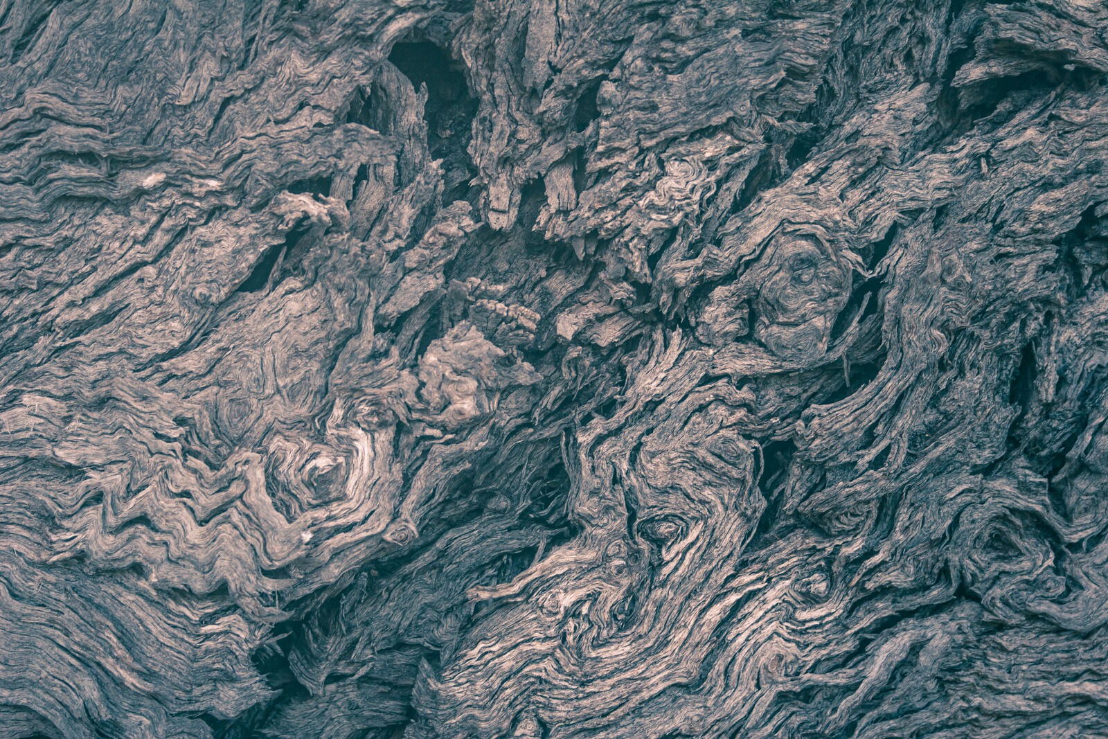 Canon EOS 20D sample photo. Bark, blue, duplex, pattern photography
