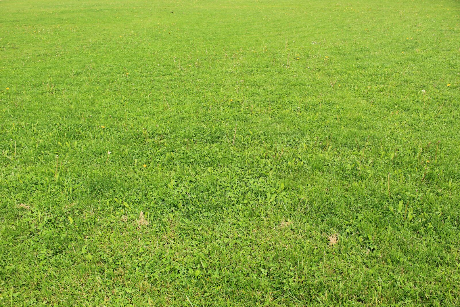 Canon EOS 4000D (EOS Rebel T100 / EOS 3000D) sample photo. Grass, green, lawn photography