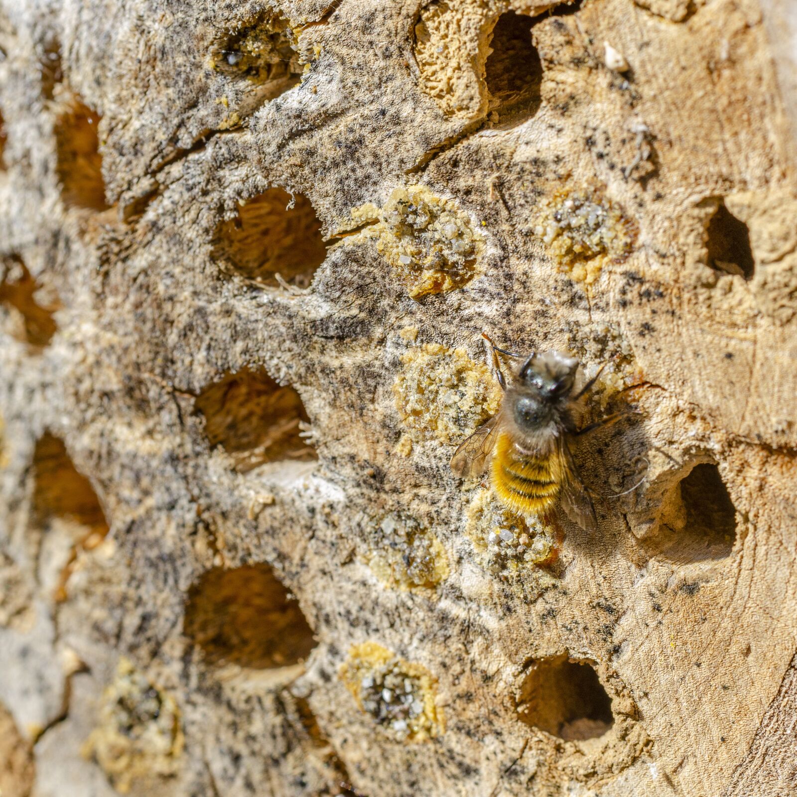 Nikon D7000 sample photo. Bee, macro, wing photography