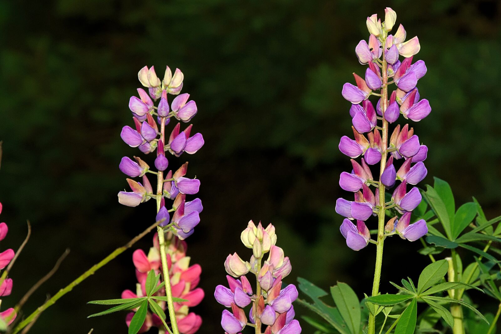 Nikon D7200 sample photo. Lupins, color, colorful photography