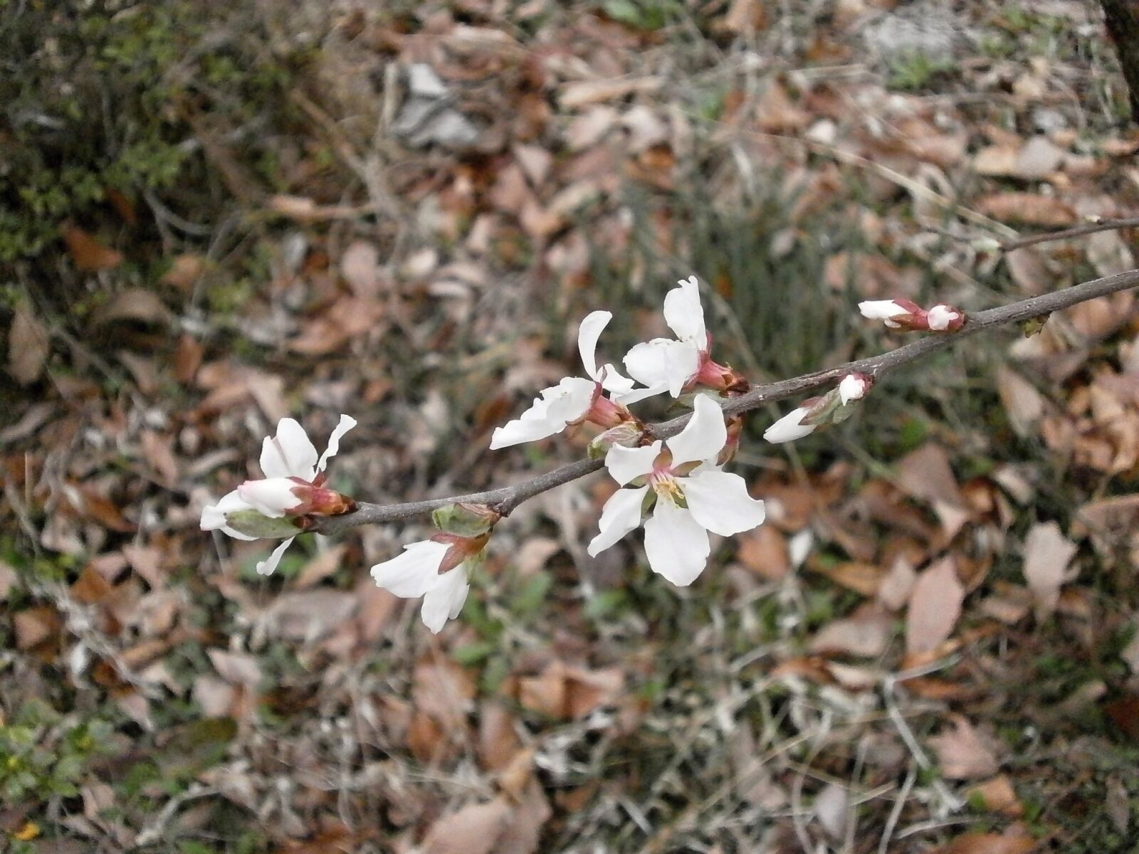 Olympus VG110,D700 sample photo. Tomentosa, cherry blossoms, plum photography