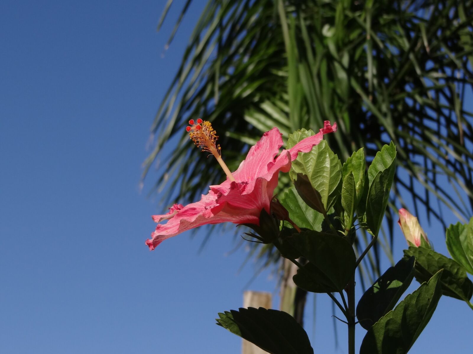 Sony Cyber-shot DSC-HX100V sample photo. Flower, hibiscus, rosa photography