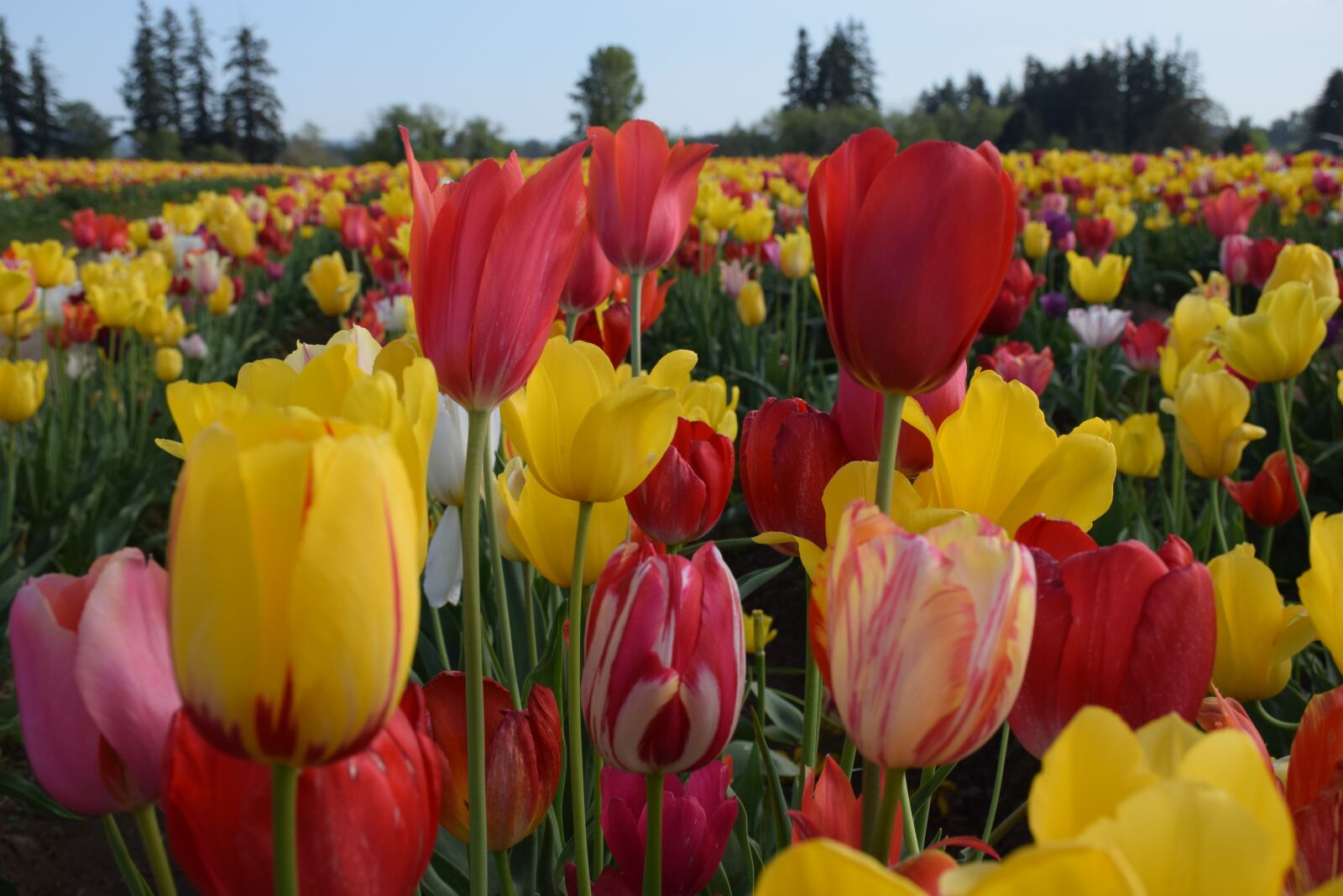 Nikon D5300 sample photo. Flowers, tulips, garden photography