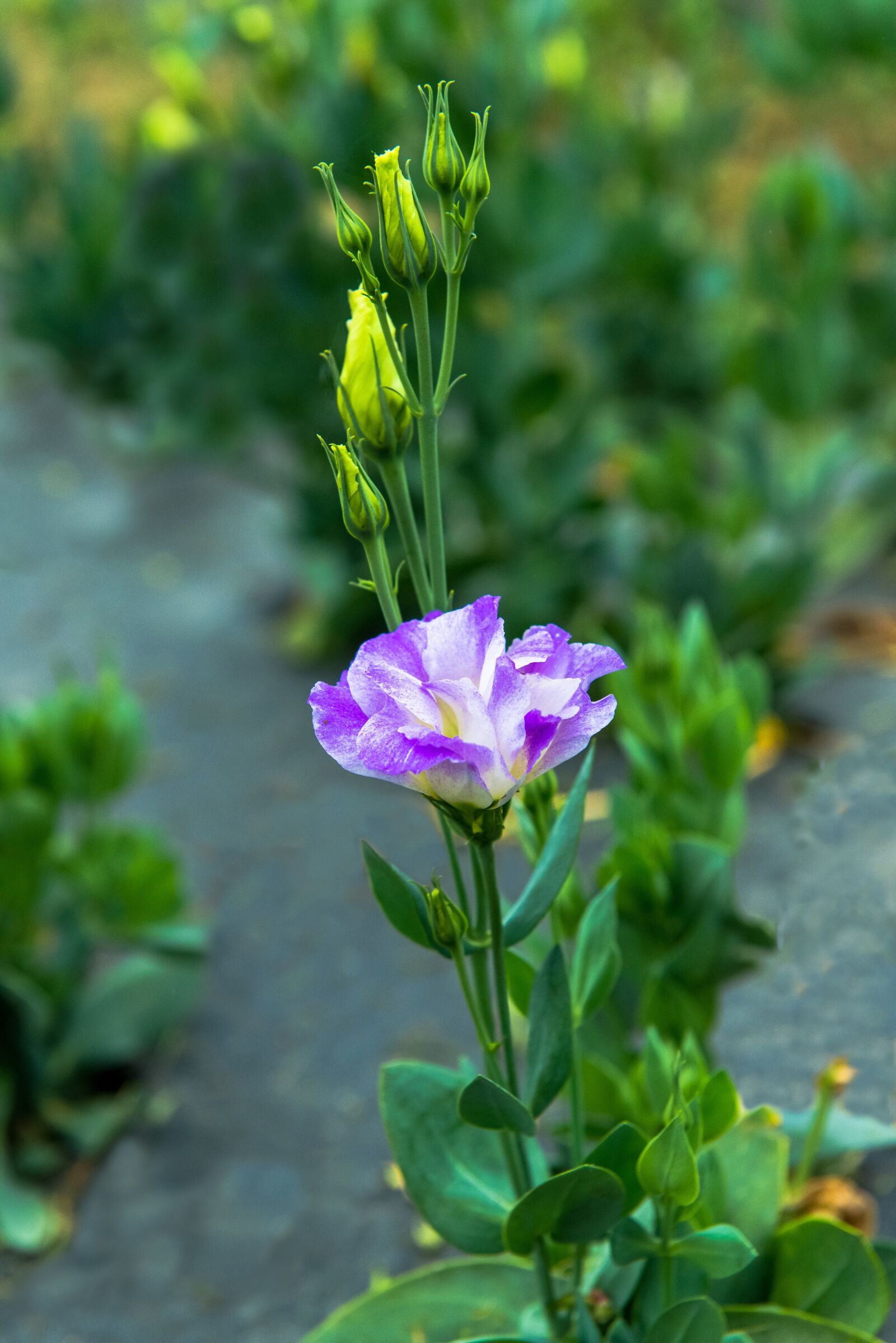 Nikon D800 sample photo. Lisianthus, eustoma, prairie gentian photography