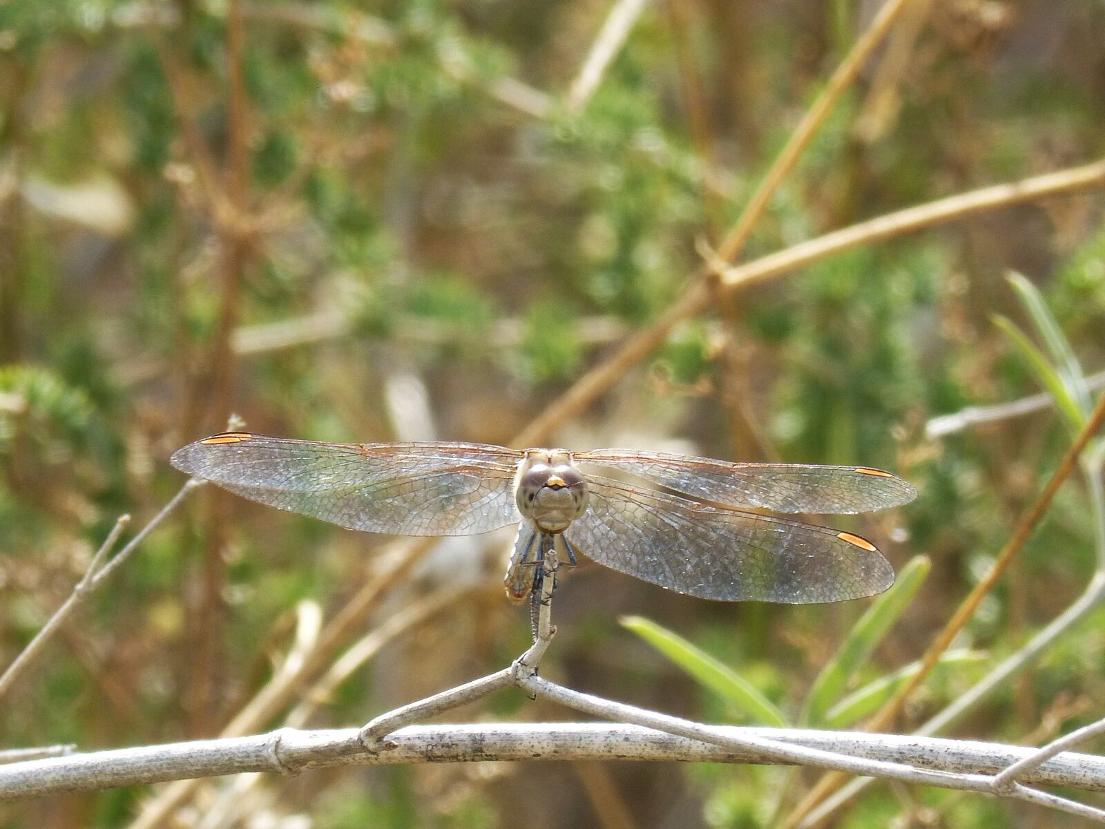 Panasonic DMC-FZ62 sample photo. Dragonfly, sympetrum striolatum, front photography