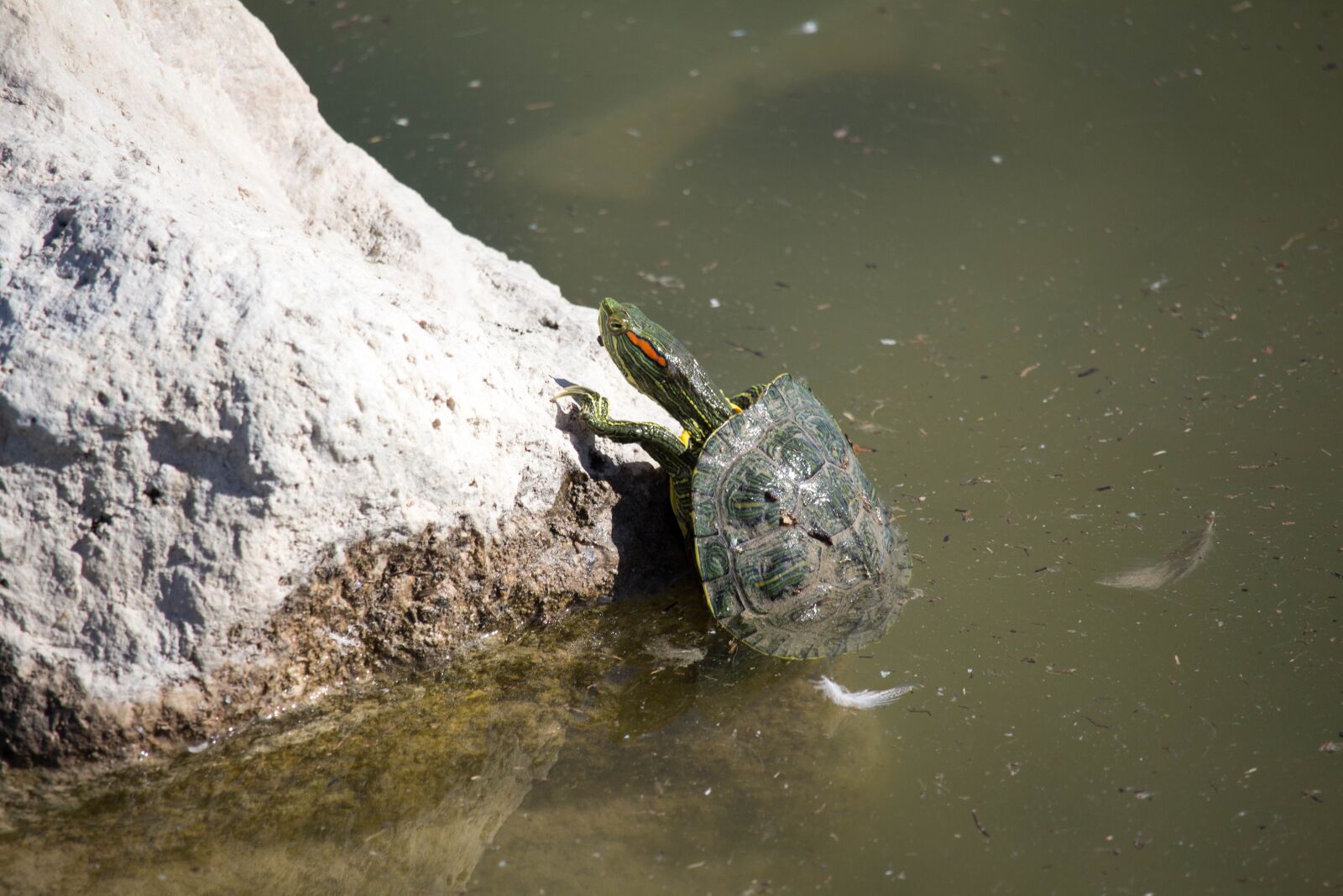 Canon EOS 700D (EOS Rebel T5i / EOS Kiss X7i) sample photo. Turtle, water, nature photography