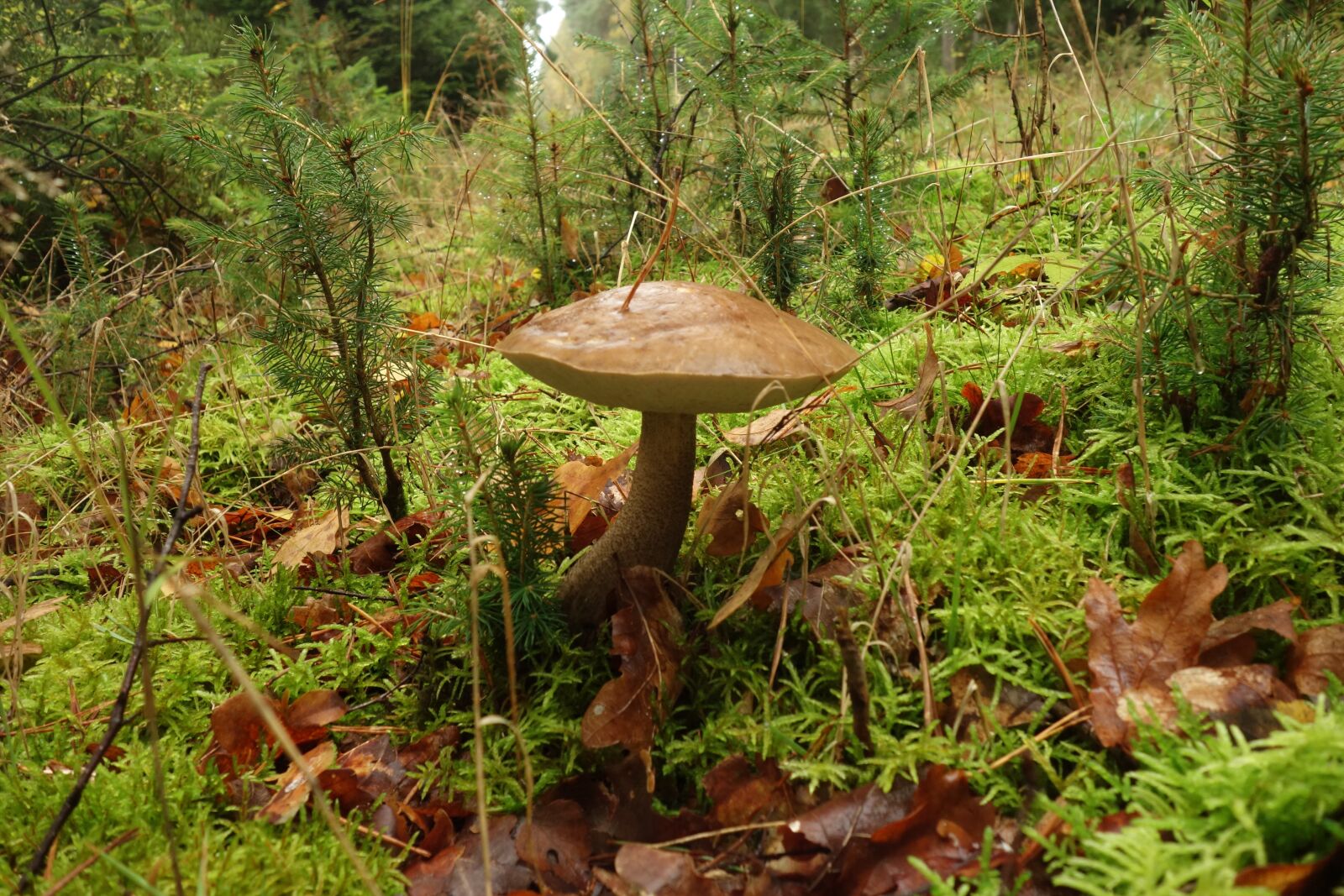 Sony Cyber-shot DSC-RX100 sample photo. Mushroom, forest, nature photography