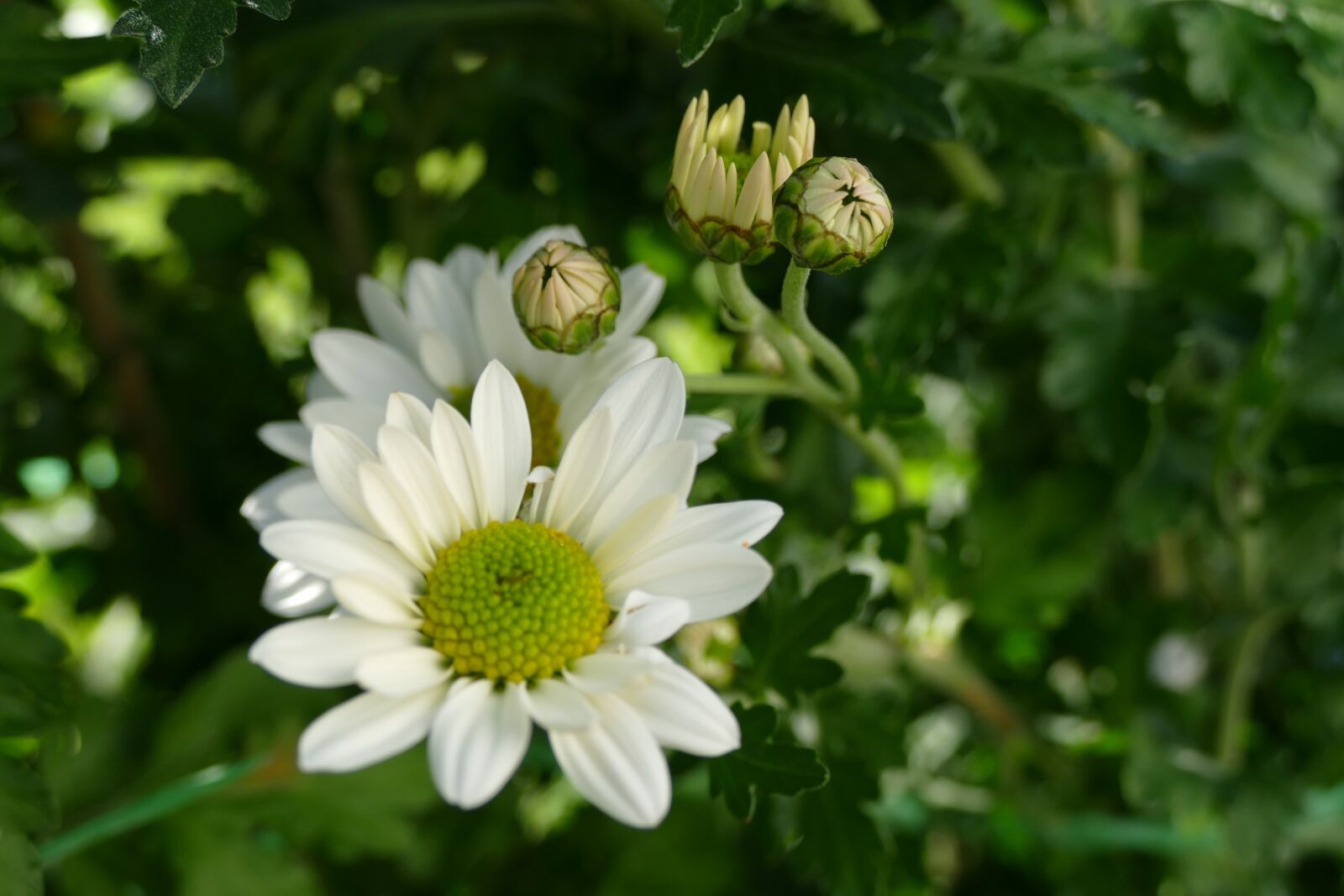 Panasonic Lumix DMC-FZ1000 sample photo. Daisy, green, garden photography