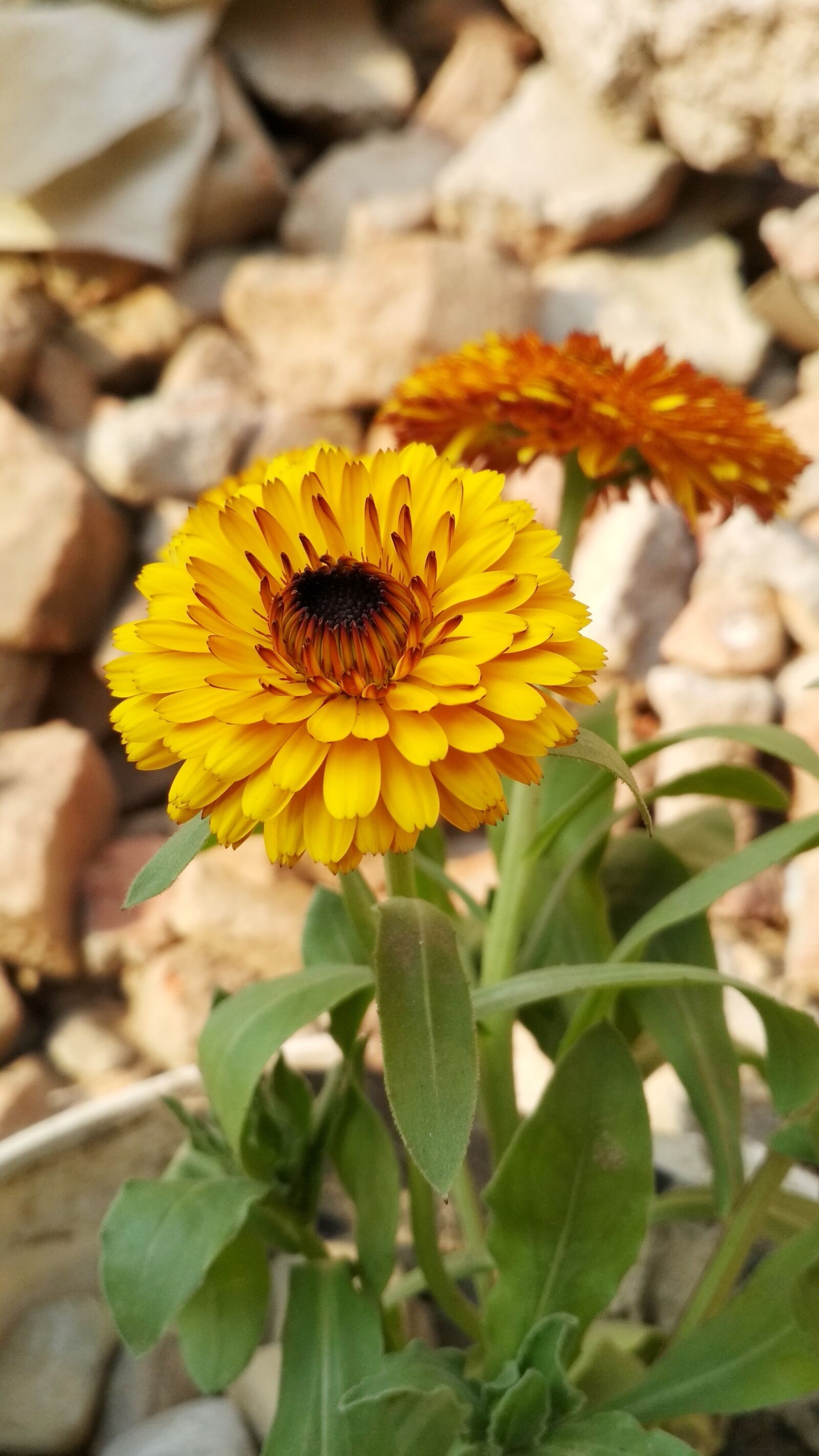Xiaomi Redmi 4 Pro sample photo. Flower, flower wallpaper, yellow photography