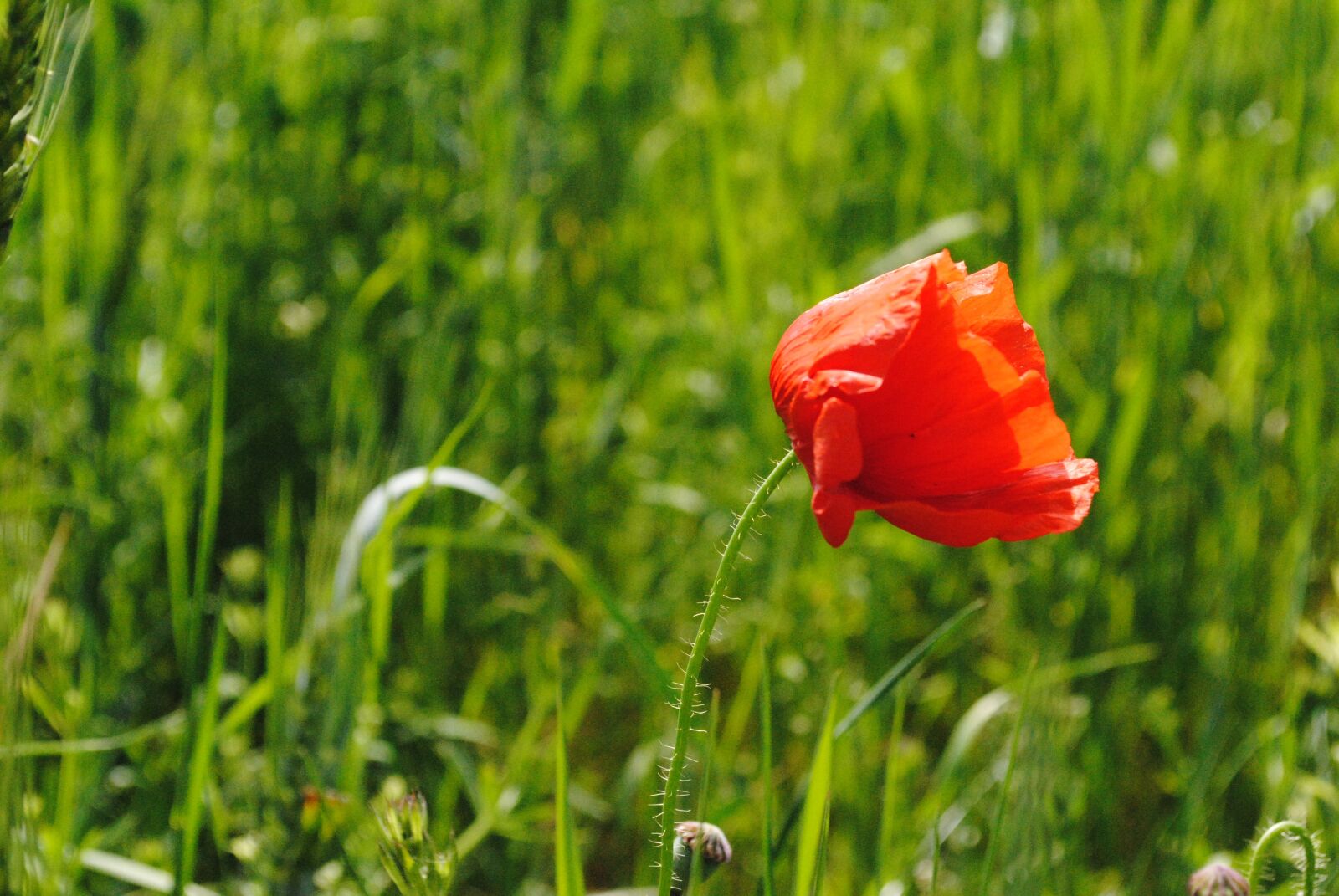 Nikon D3000 sample photo. Poppy, red, green photography