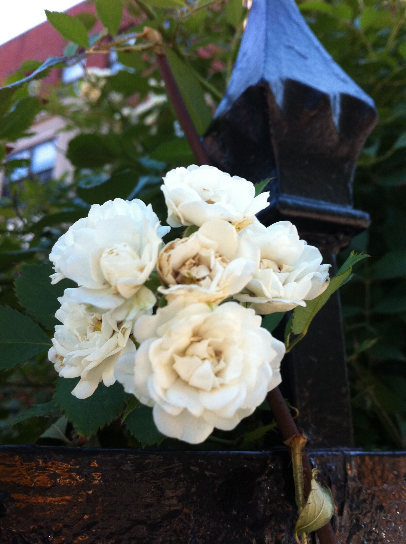 Apple iPhone 4 sample photo