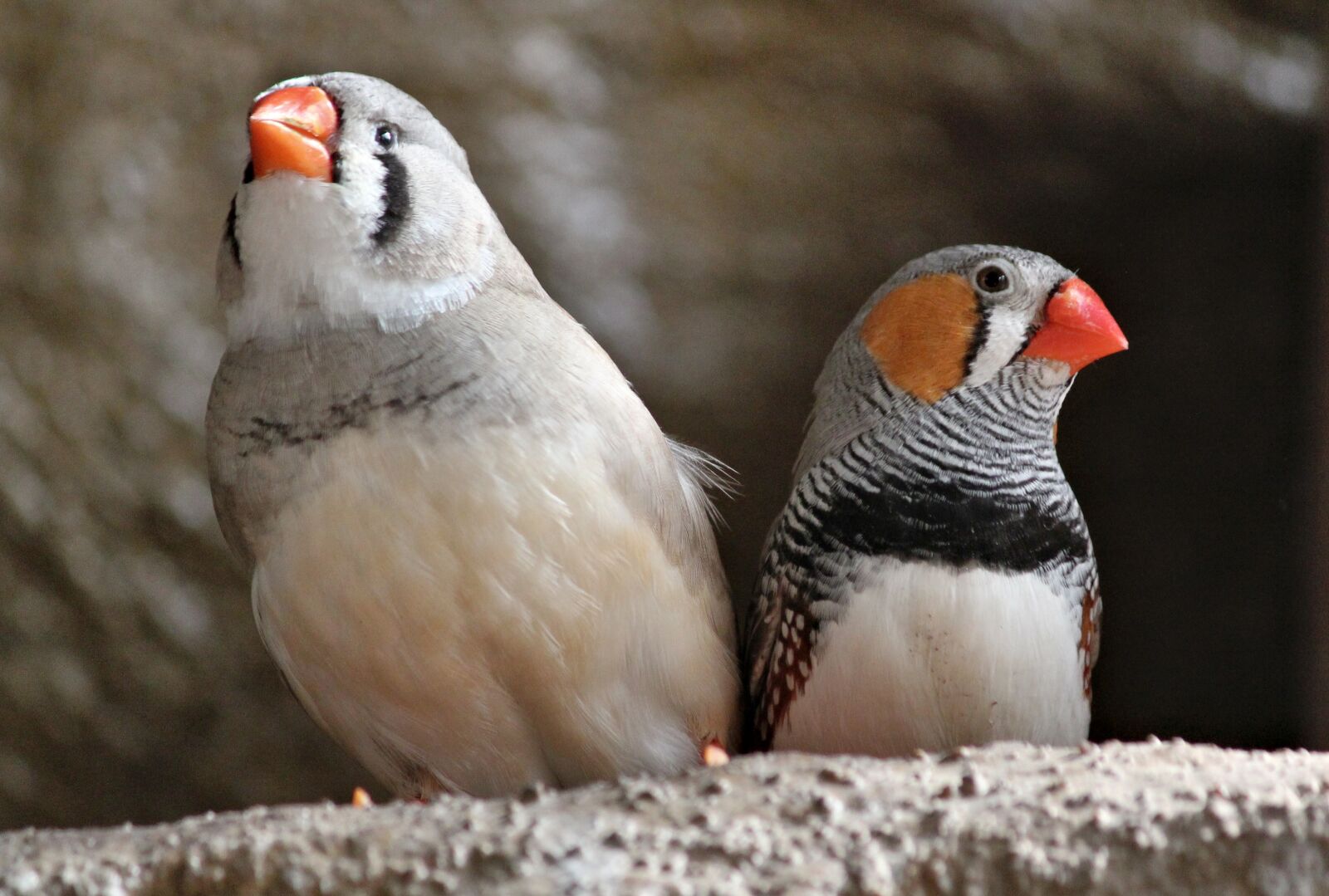 Canon EOS 550D (EOS Rebel T2i / EOS Kiss X4) sample photo. Birds, couple, zeb i photography