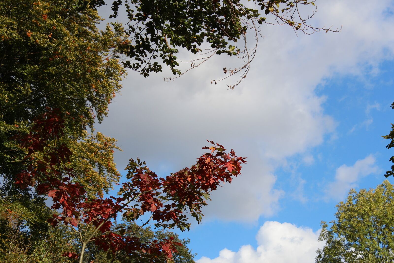 Canon EOS 600D (Rebel EOS T3i / EOS Kiss X5) sample photo. Sky, trees, autumn photography