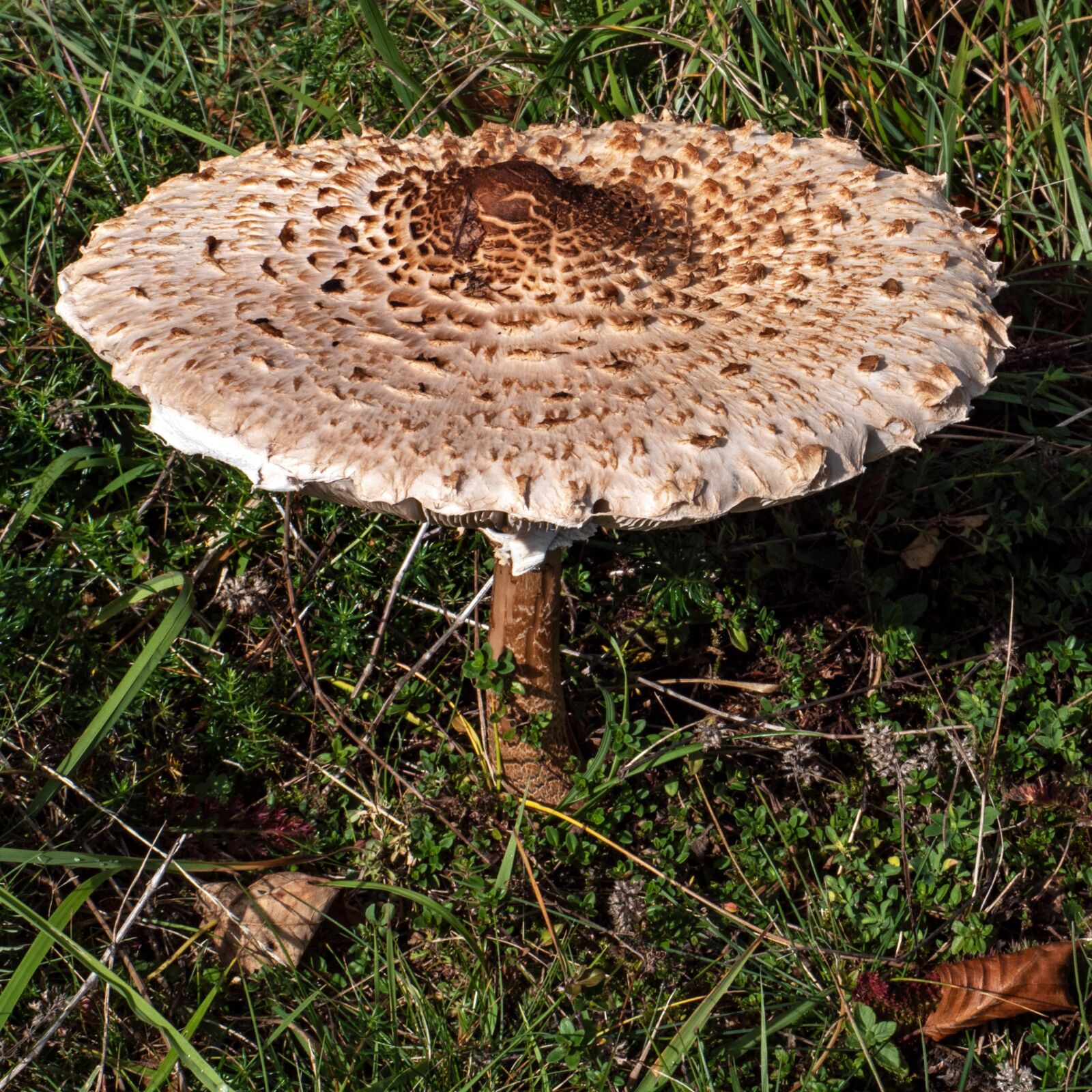 Panasonic Lumix DC-G9 sample photo. Mushroom, schirmling, parasol photography