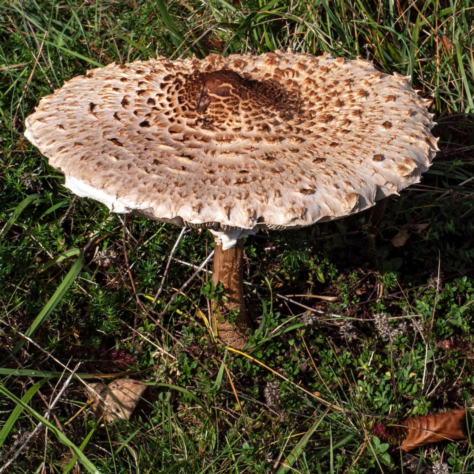 Panasonic Leica DG Macro-Elmarit 45mm F2.8 ASPH OIS sample photo. Mushroom, schirmling, parasol photography