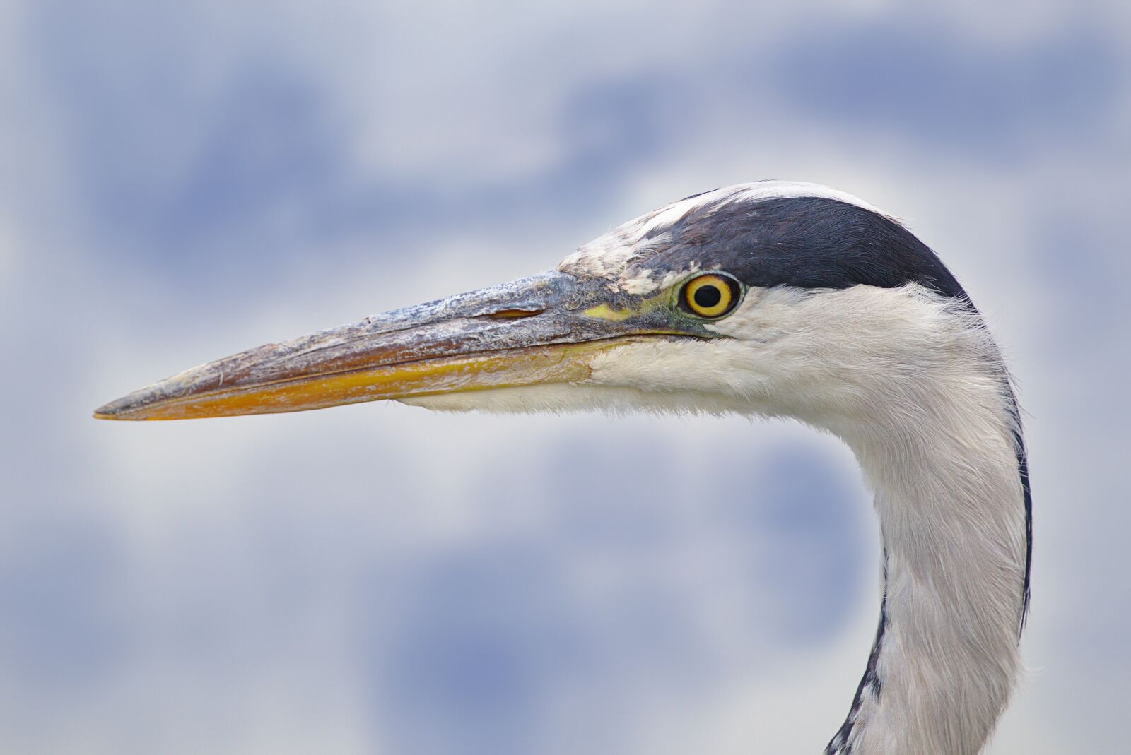 Canon EOS M5 sample photo. Grey heron, bird, eastern photography