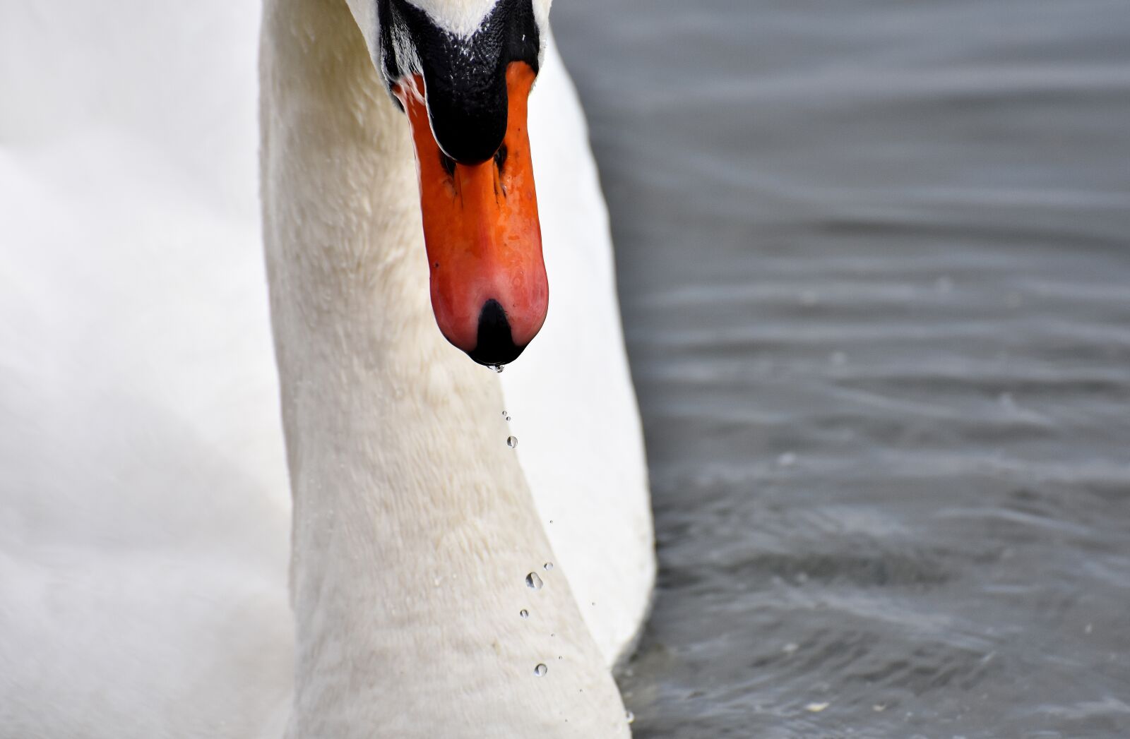 Nikon D7200 sample photo. Swan, close up, bird photography