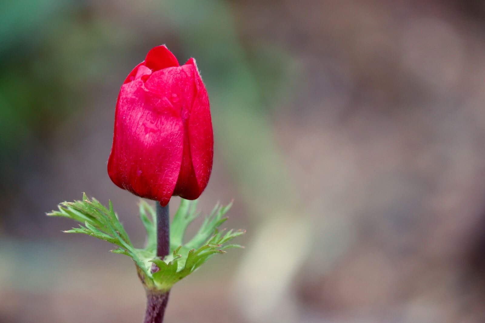 Canon EOS 200D (EOS Rebel SL2 / EOS Kiss X9) sample photo. Anemone, red, blossom photography