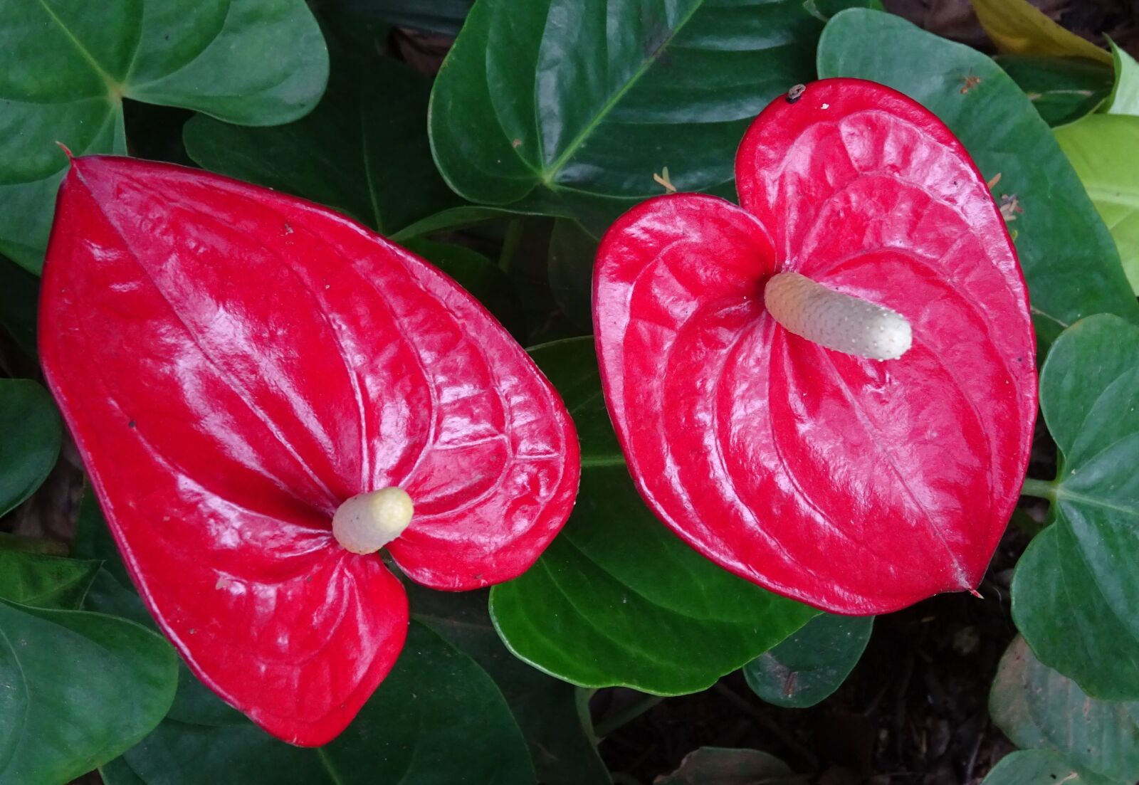 Sony DSC-HX60V sample photo. Flamingo flower, flower, tail photography