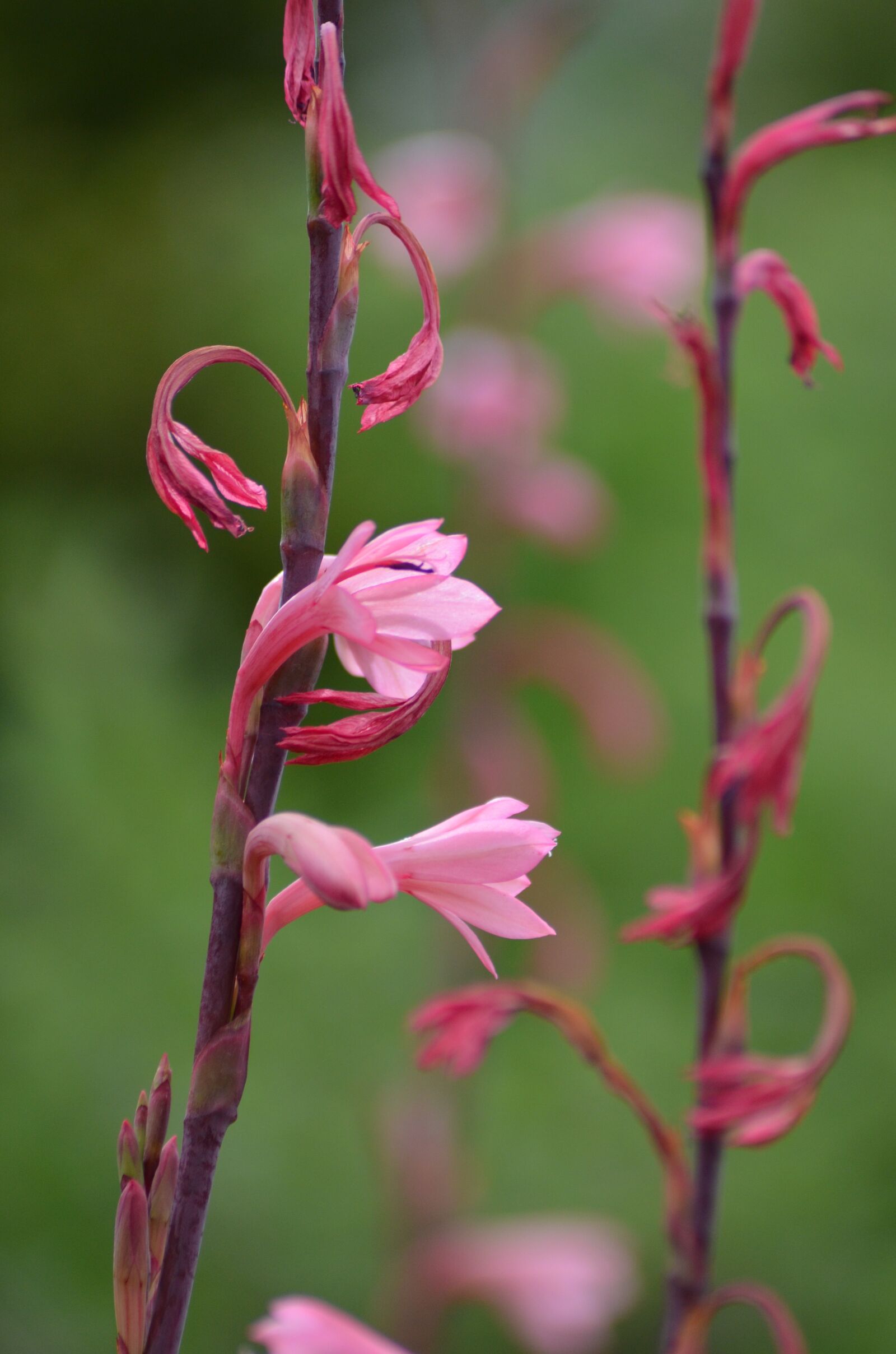 Nikon D5100 sample photo. Red, red flower, flower photography