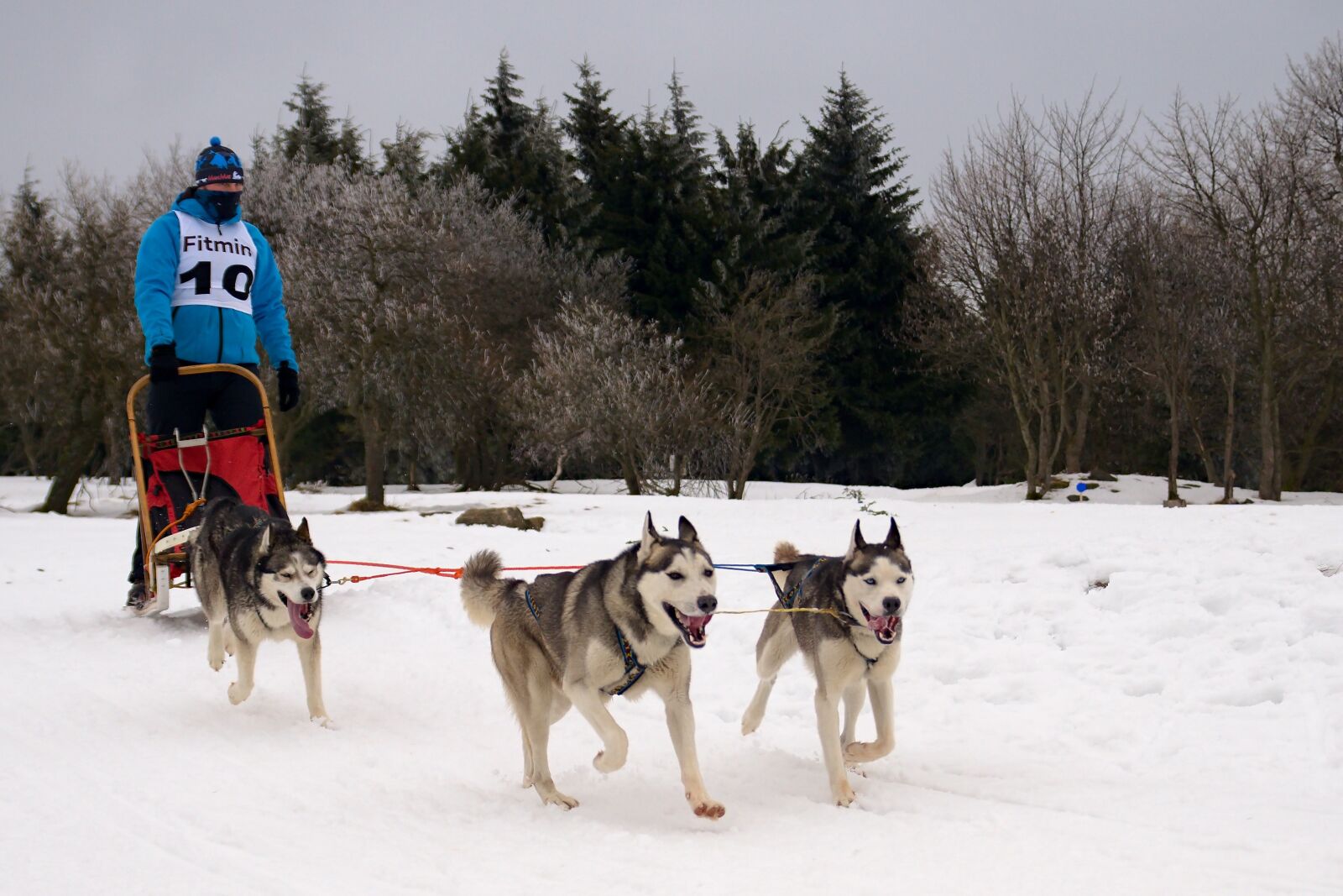 Sony ILCA-77M2 sample photo. Snow, races, sled photography