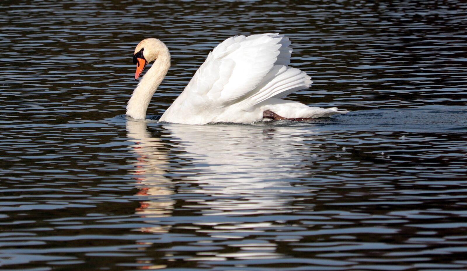 Canon EF-S 55-250mm F4-5.6 IS STM sample photo. Swan, water, nature photography