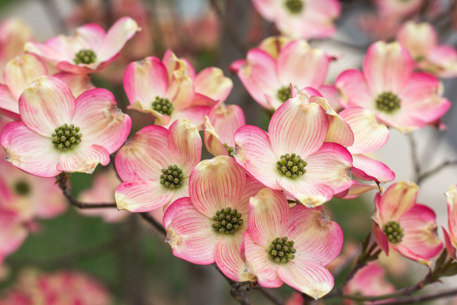 Canon EOS 60D + Canon EF 50mm F1.8 II sample photo. Flower, nature, flora photography