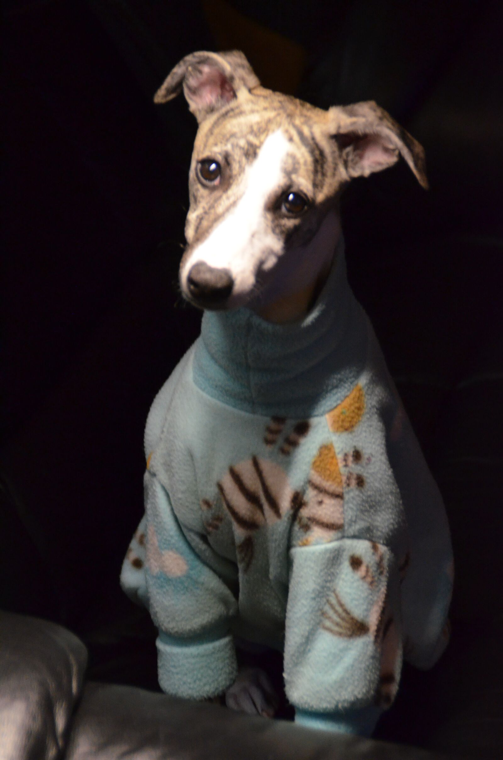 Nikon D5100 sample photo. Dog in pajamas, whippet photography