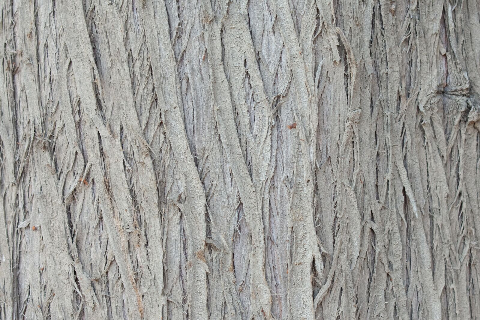 Nikon D7200 sample photo. Tree, bark, grey photography