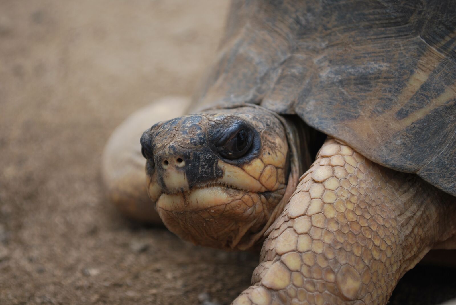 Nikon D60 sample photo. Turtle, face, close photography