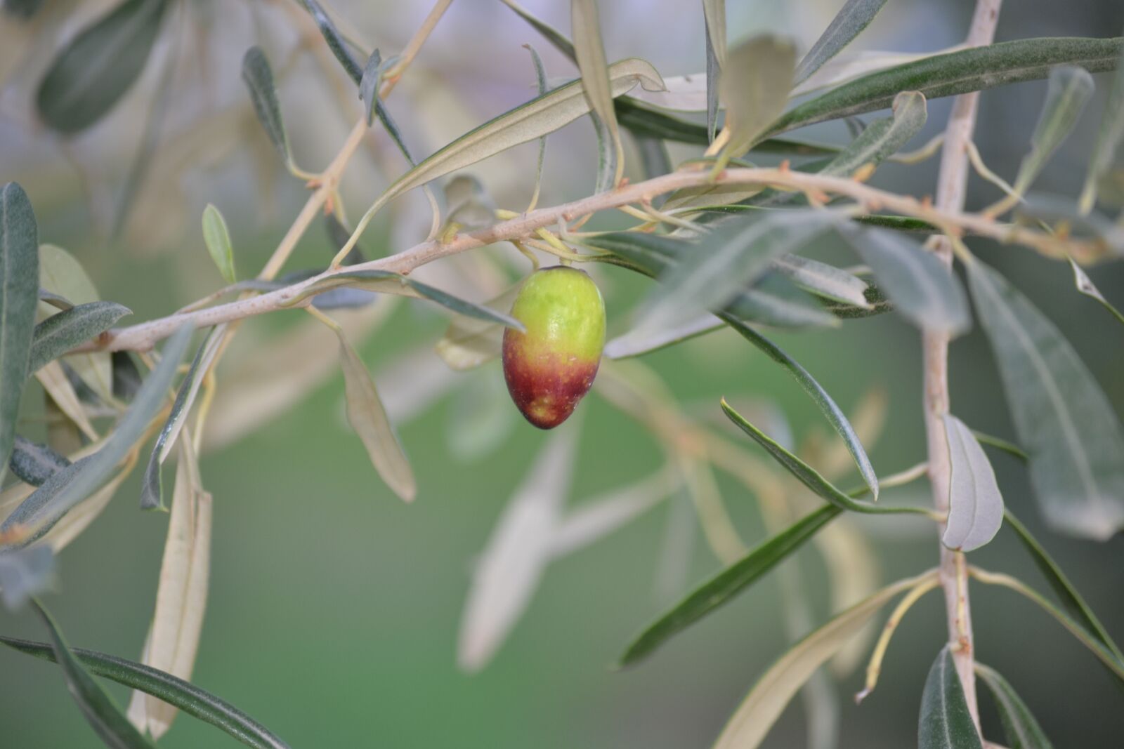 Nikon D3100 sample photo. Olive, agriculture, oil photography