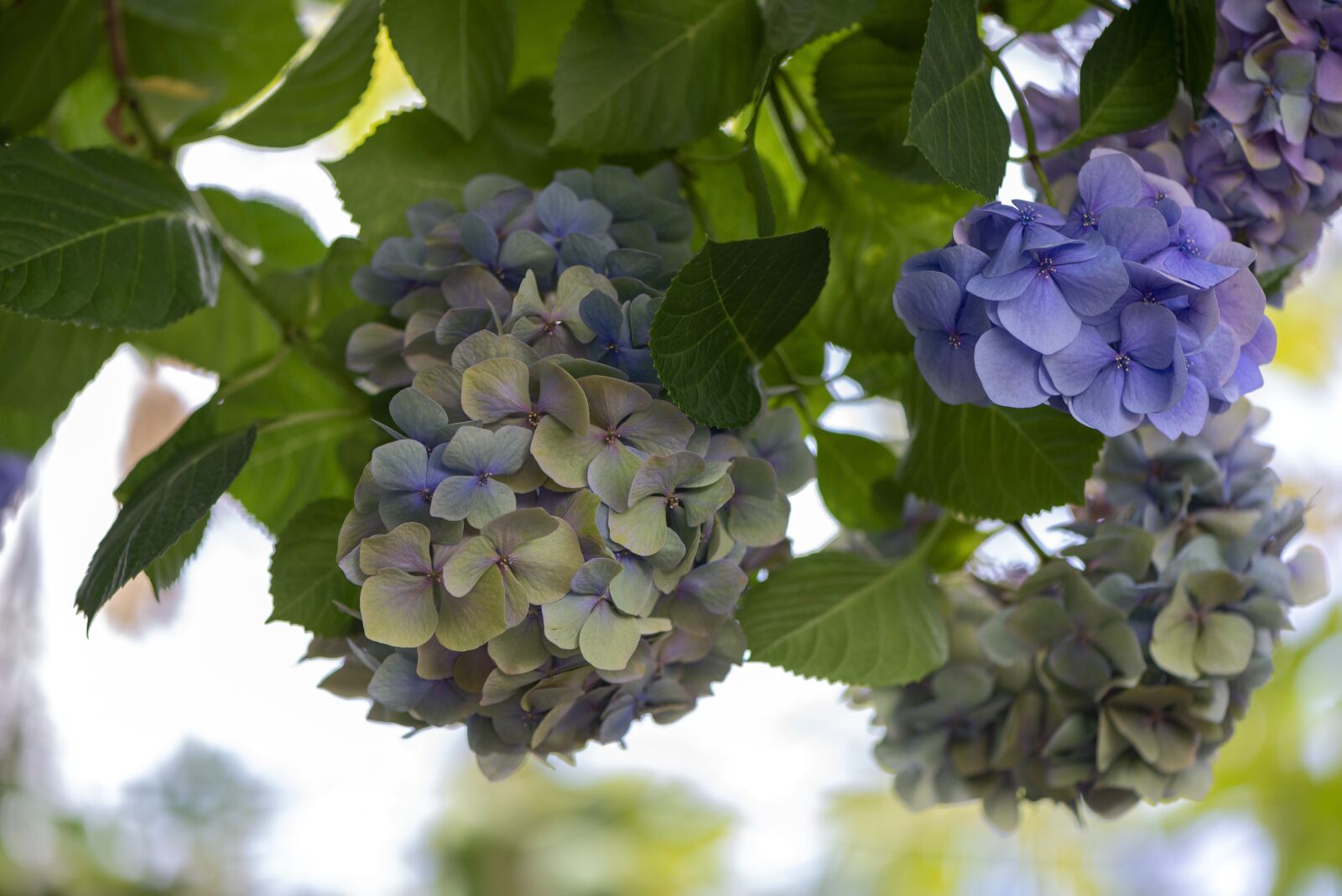 Nikon D610 sample photo. Flowers, plant, blossom photography