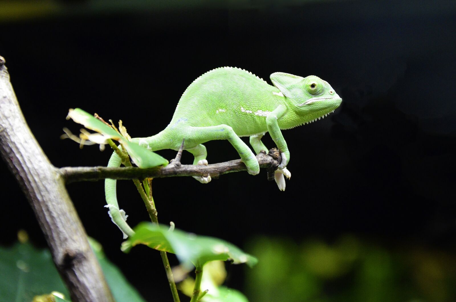 Nikon D5100 sample photo. Chameleon, scales lizards, iguana photography