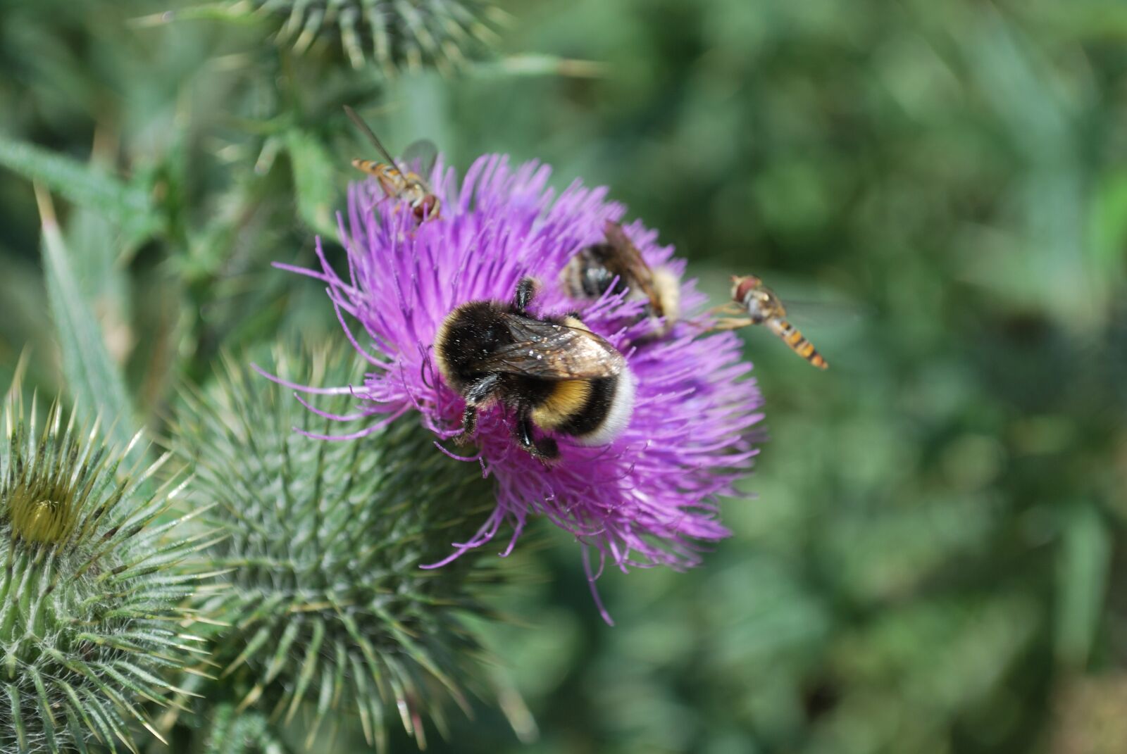 Nikon D60 sample photo. Thistle, bumblebee, flower photography