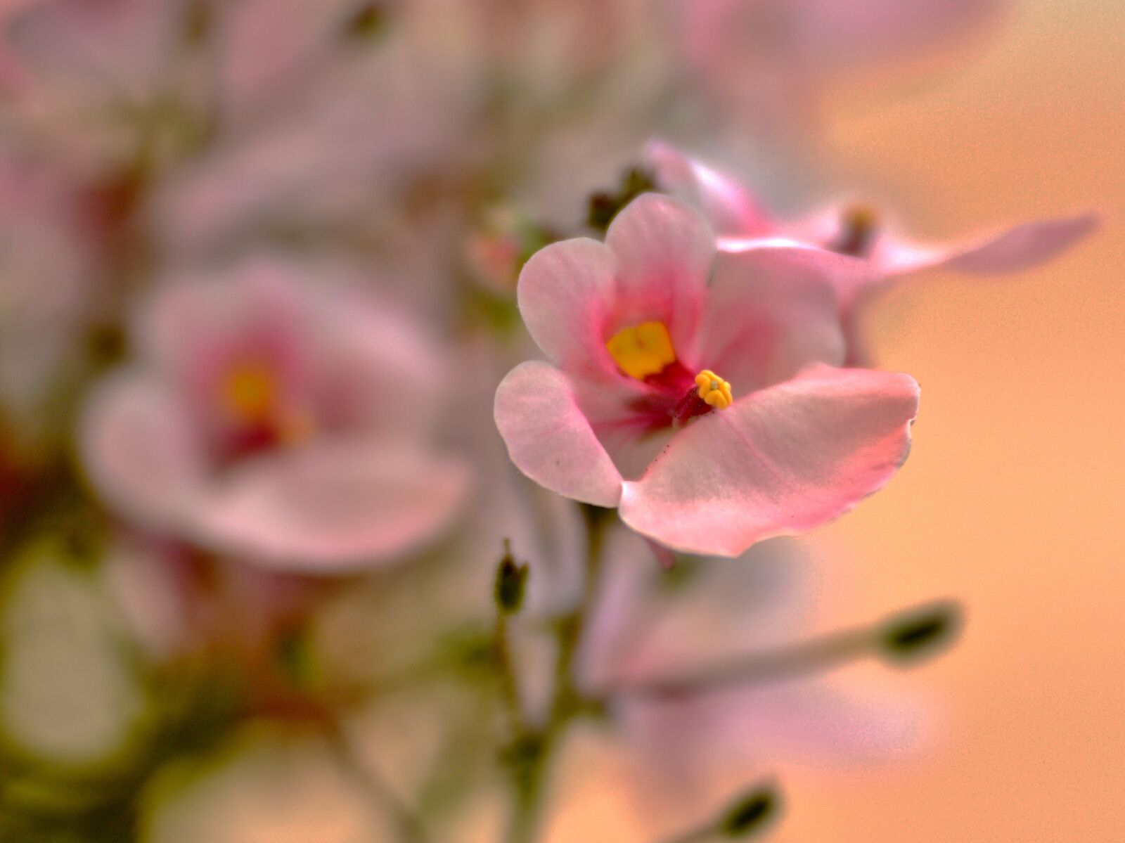 Nikon D600 sample photo. Flowers, pink, dreamy photography