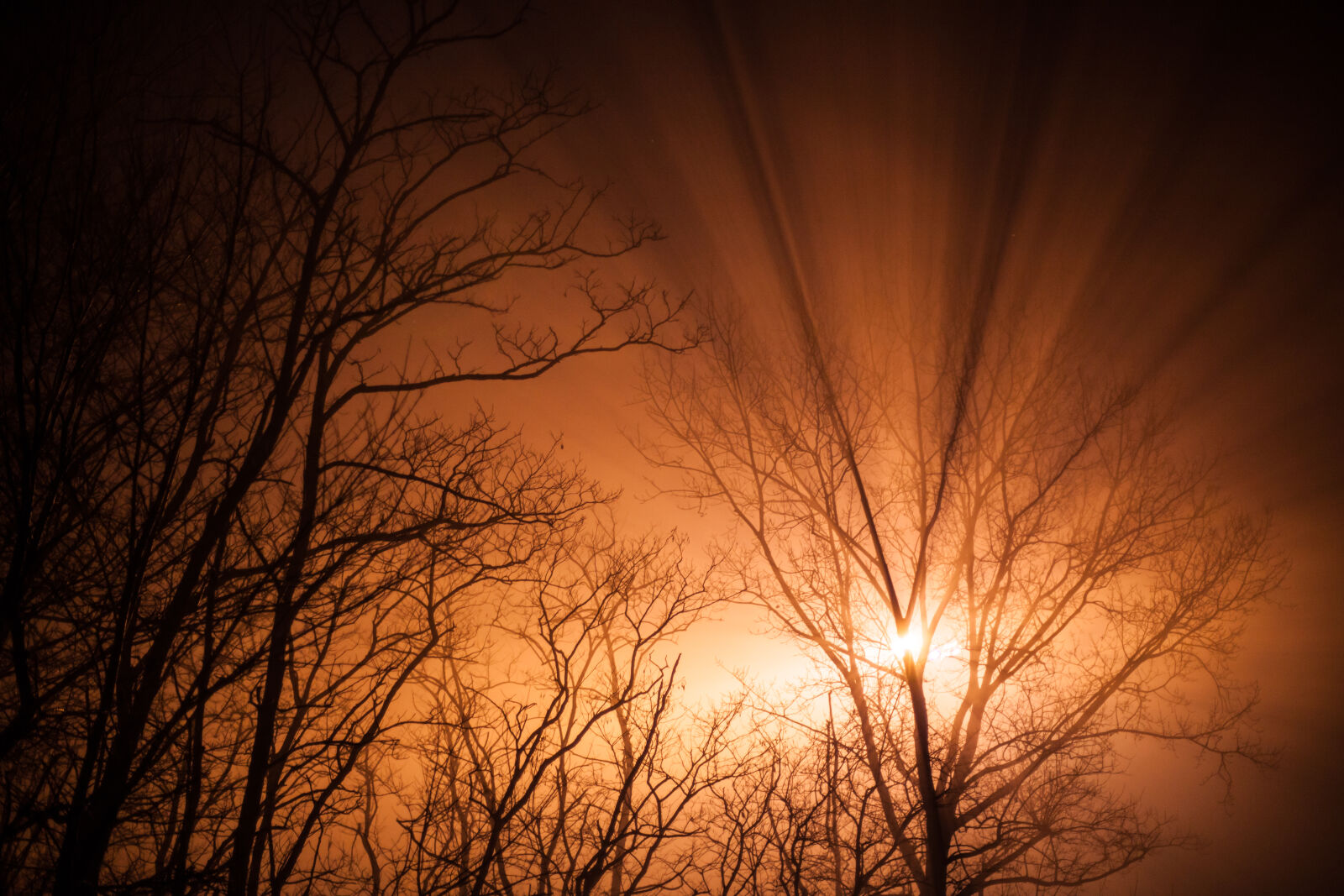 Canon EOS 5D Mark II sample photo. Branches, nature, orange, ray photography