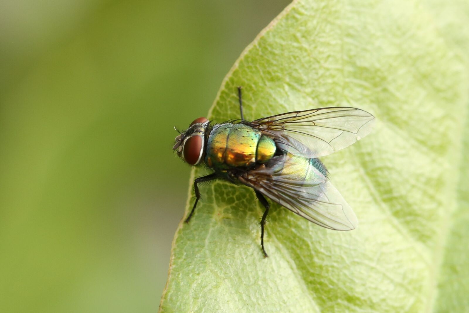 Canon EF 100mm F2.8L Macro IS USM sample photo. Goldfliege, lucilia sericata, flying photography