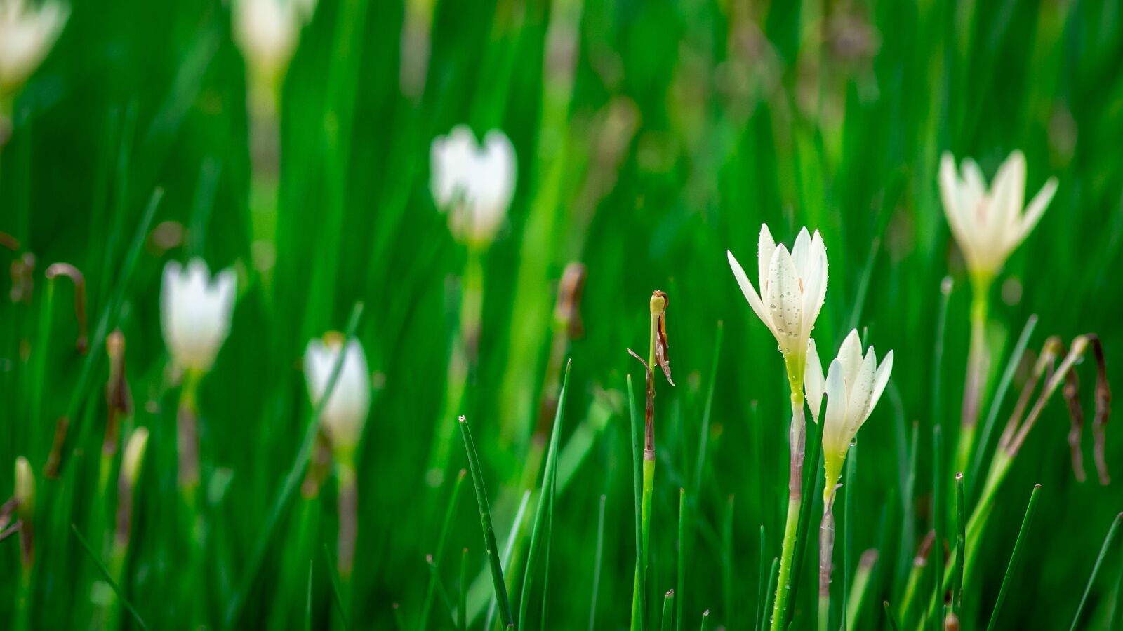 Sony a7 III sample photo. Lotus soil, flowers photography