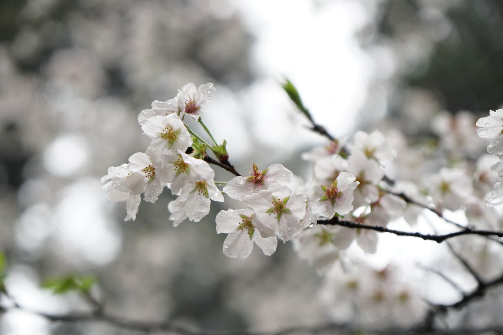 Sony a6500 + Sony Vario-Tessar T* E 16-70mm F4 ZA OSS sample photo. Wuhan, cherry blossom, flower photography