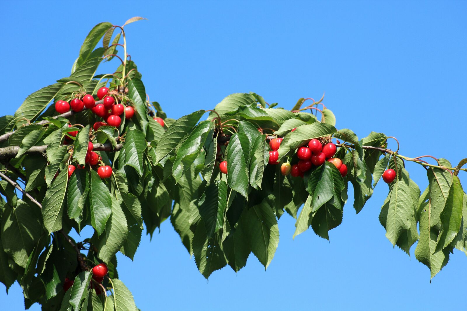 Canon EOS 1200D (EOS Rebel T5 / EOS Kiss X70 / EOS Hi) sample photo. Cherries, fruit, sprig photography