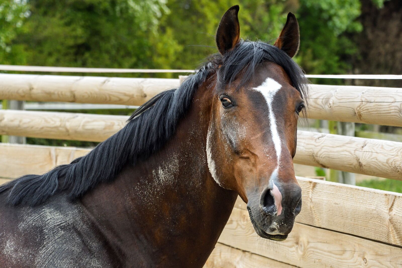 Nikon D500 sample photo. Horse, bai, portrait photography