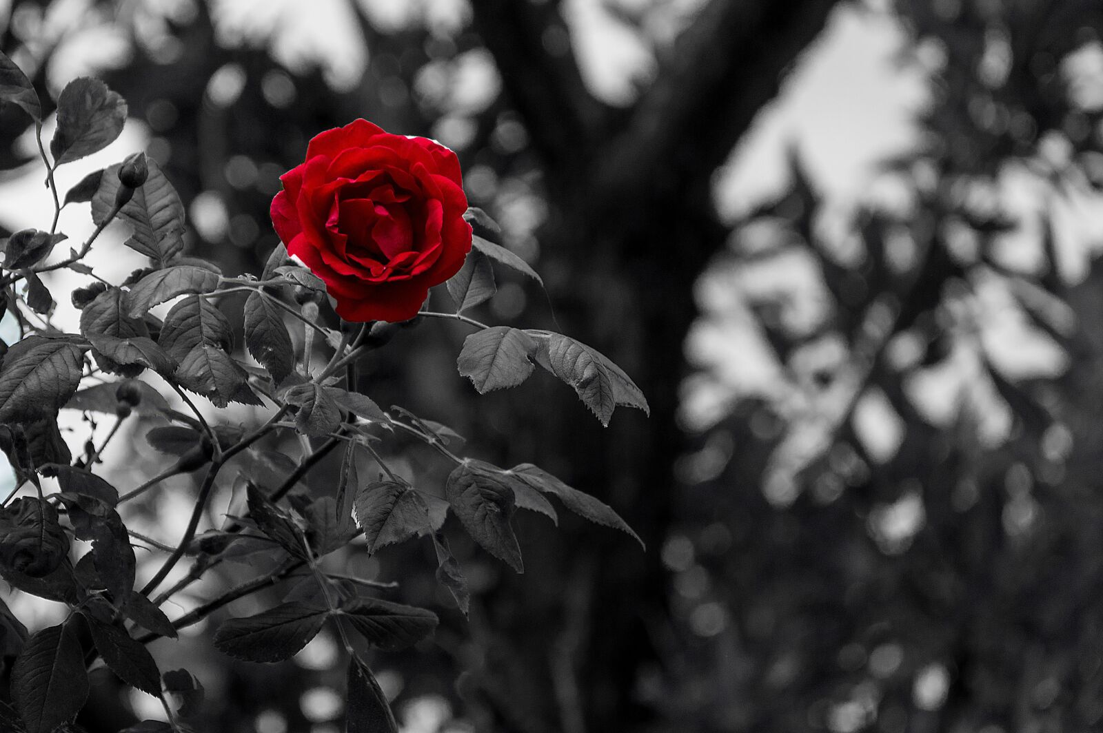 Nikon D7200 sample photo. Black white, rose, flower photography