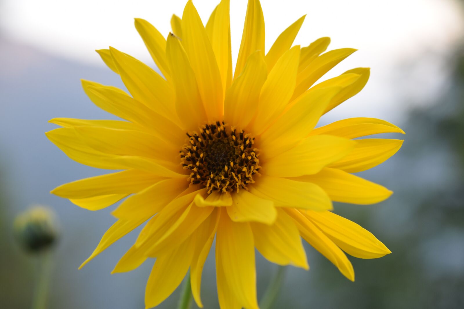 Nikon D5600 sample photo. Flower, flower yellow petals photography