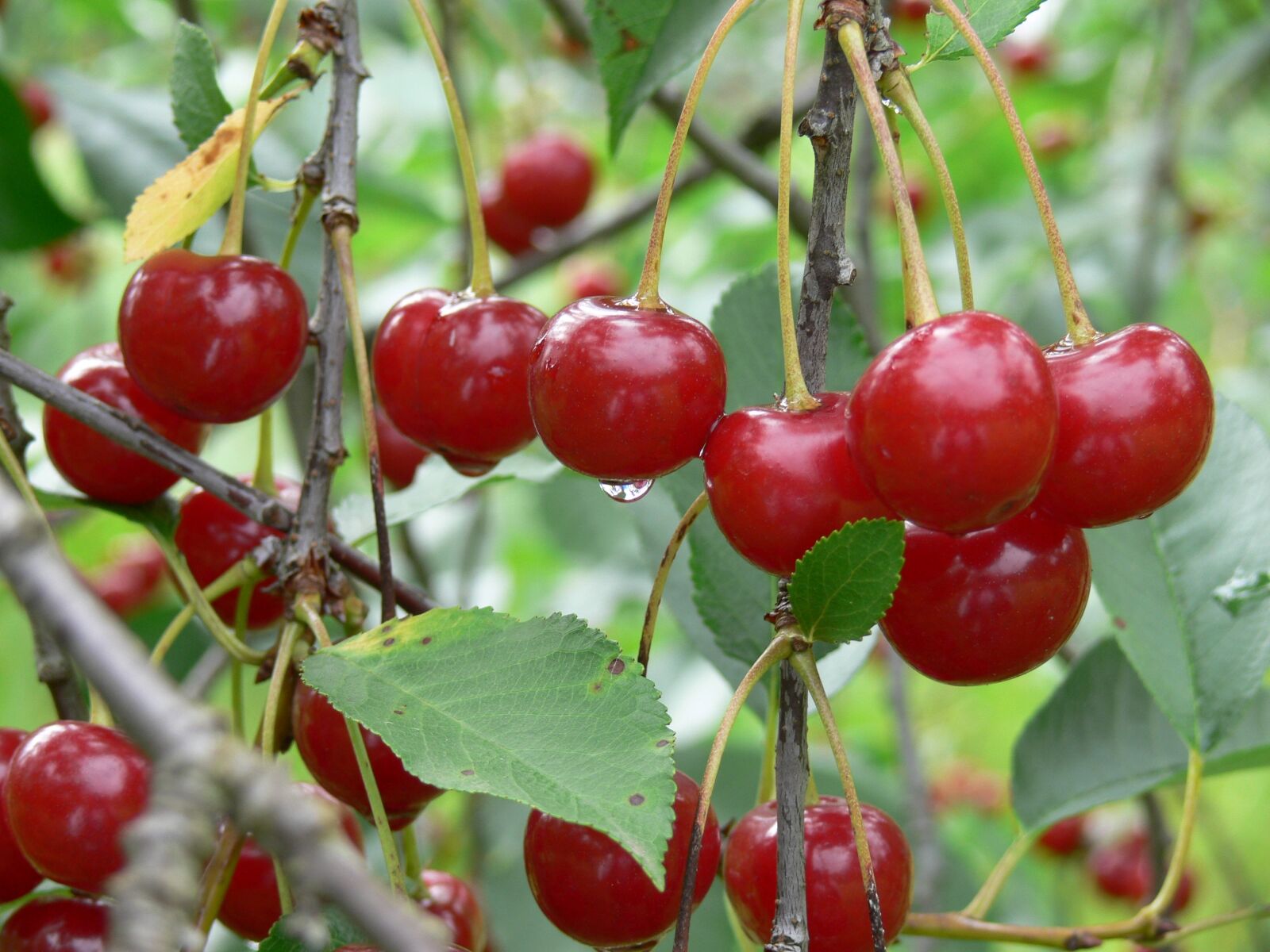 Panasonic DMC-FZ30 sample photo. Sour cherry, red, burgundy-red photography