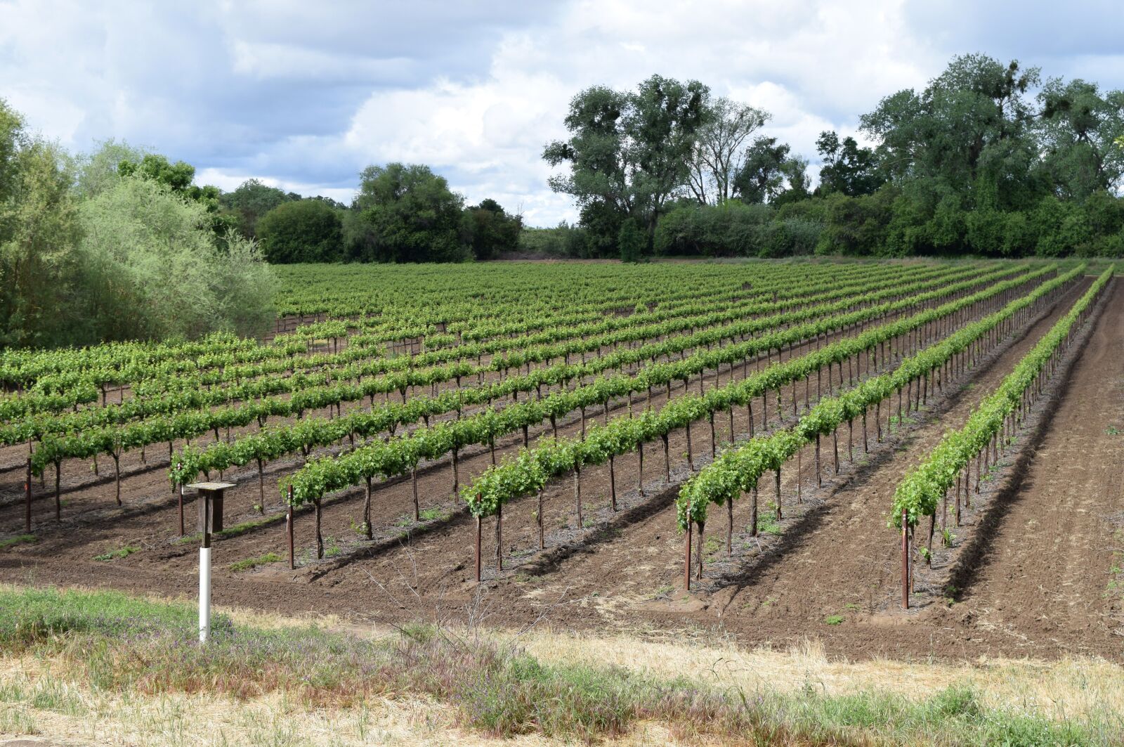 Nikon D5300 sample photo. Vineyards, grapevines, grapes photography