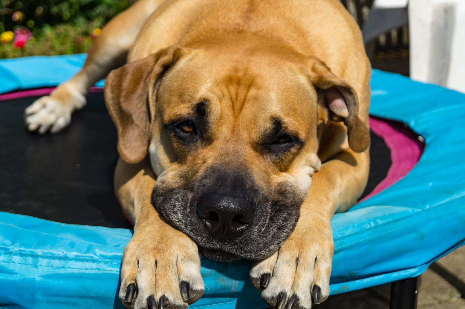 Sony SLT-A37 sample photo. Dog, boerboel, african farmers photography