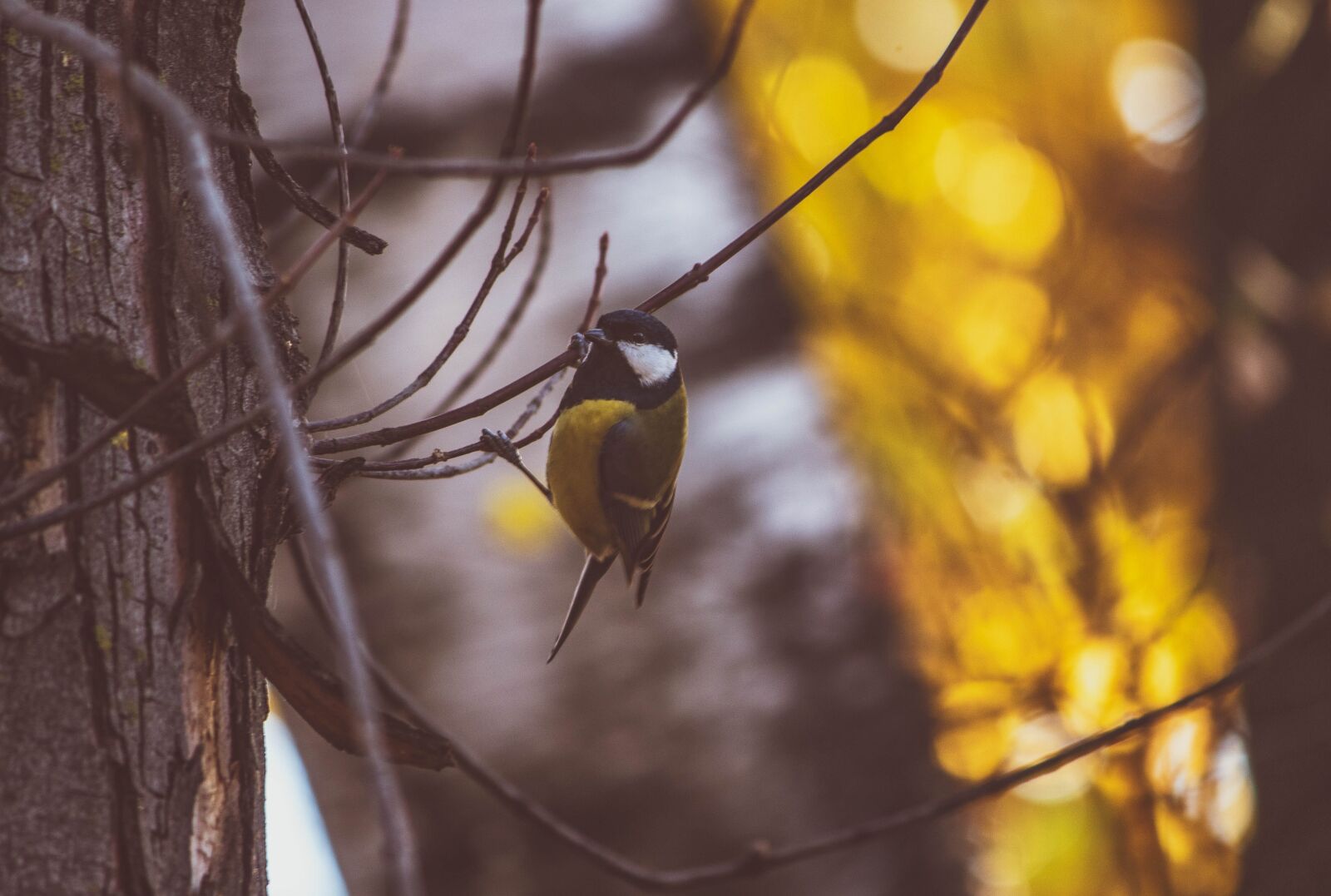 Canon EOS 1300D (EOS Rebel T6 / EOS Kiss X80) sample photo. Tit, bird, songbird photography